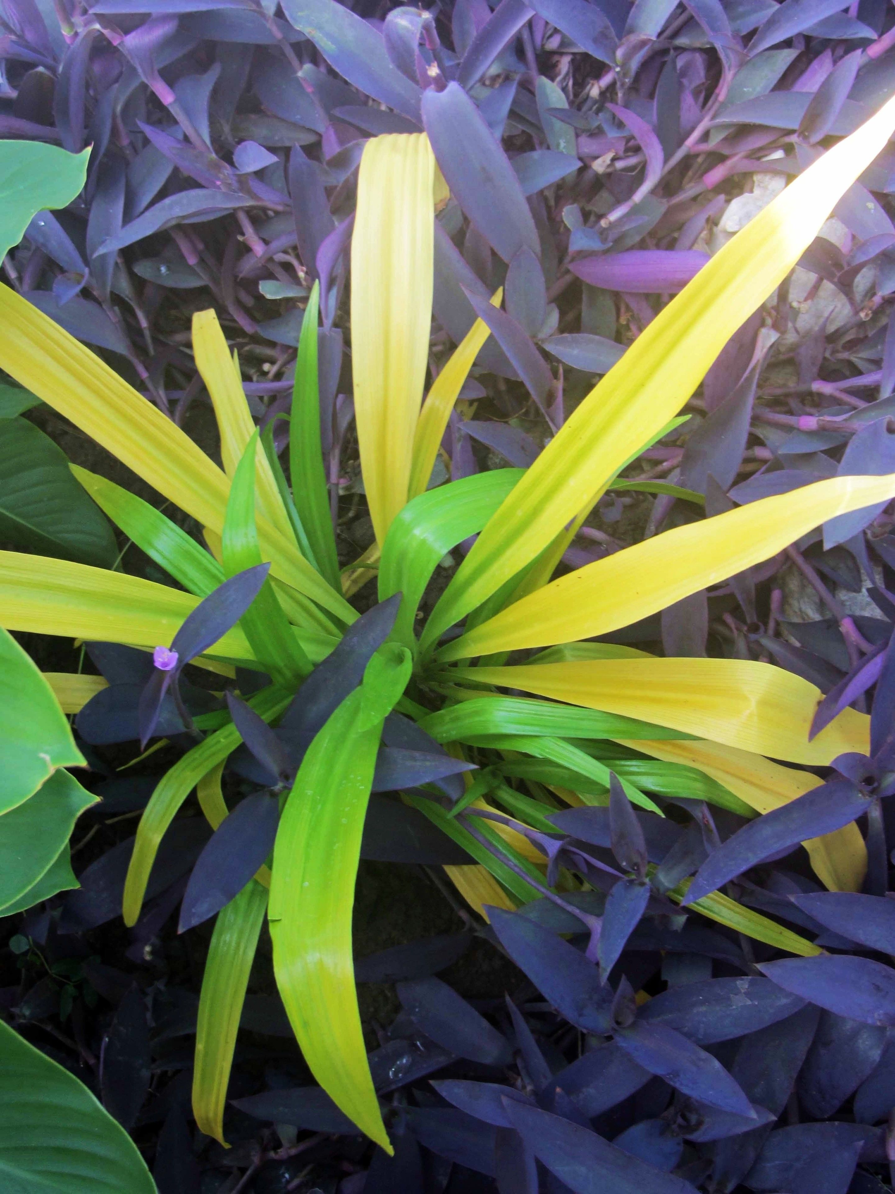 A plant with green and yellow leaves.