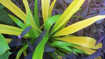 A plant with green and yellow leaves.