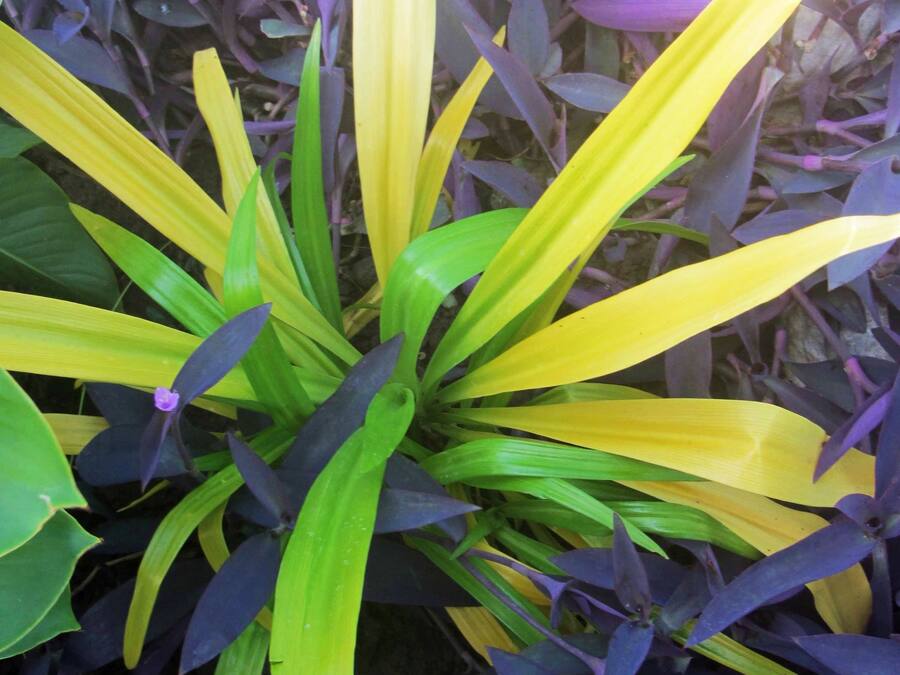 A plant with green and yellow leaves.