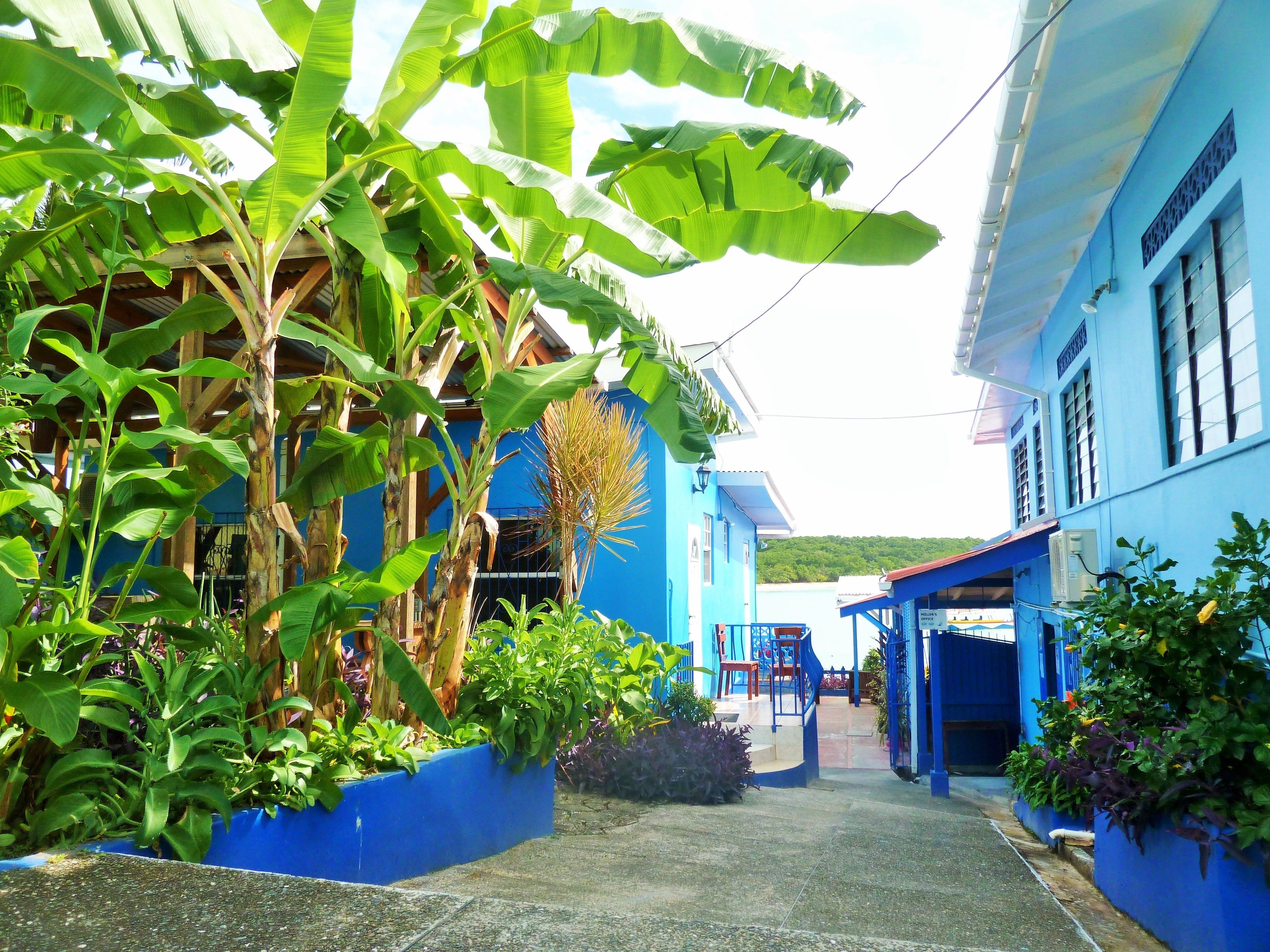 A narrow street with blue buildings, a covered walkway, and lush greenery including banana trees.