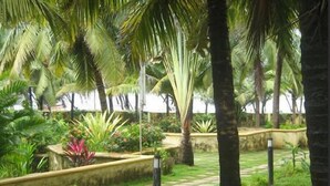 Un jardín tropical con palmeras, un sendero de piedra y diversas plantas.