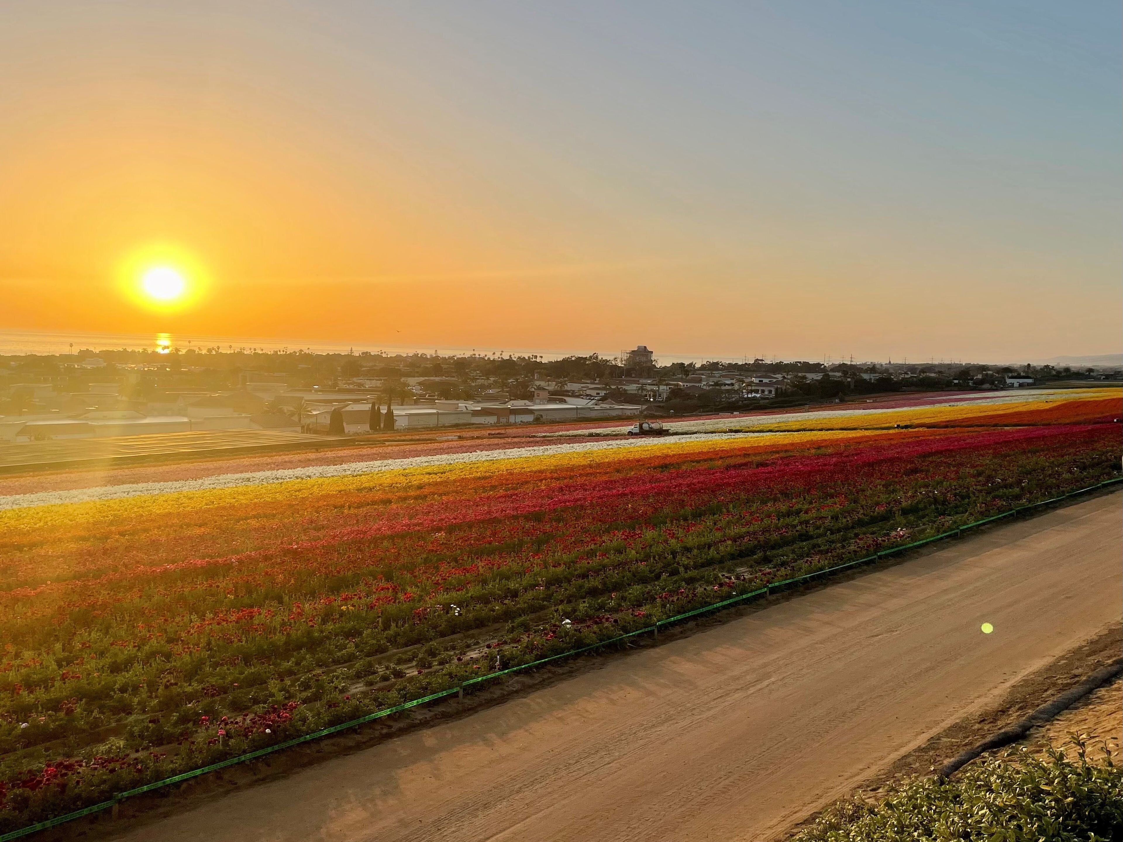A field of colorful flowers adjacent to a road.