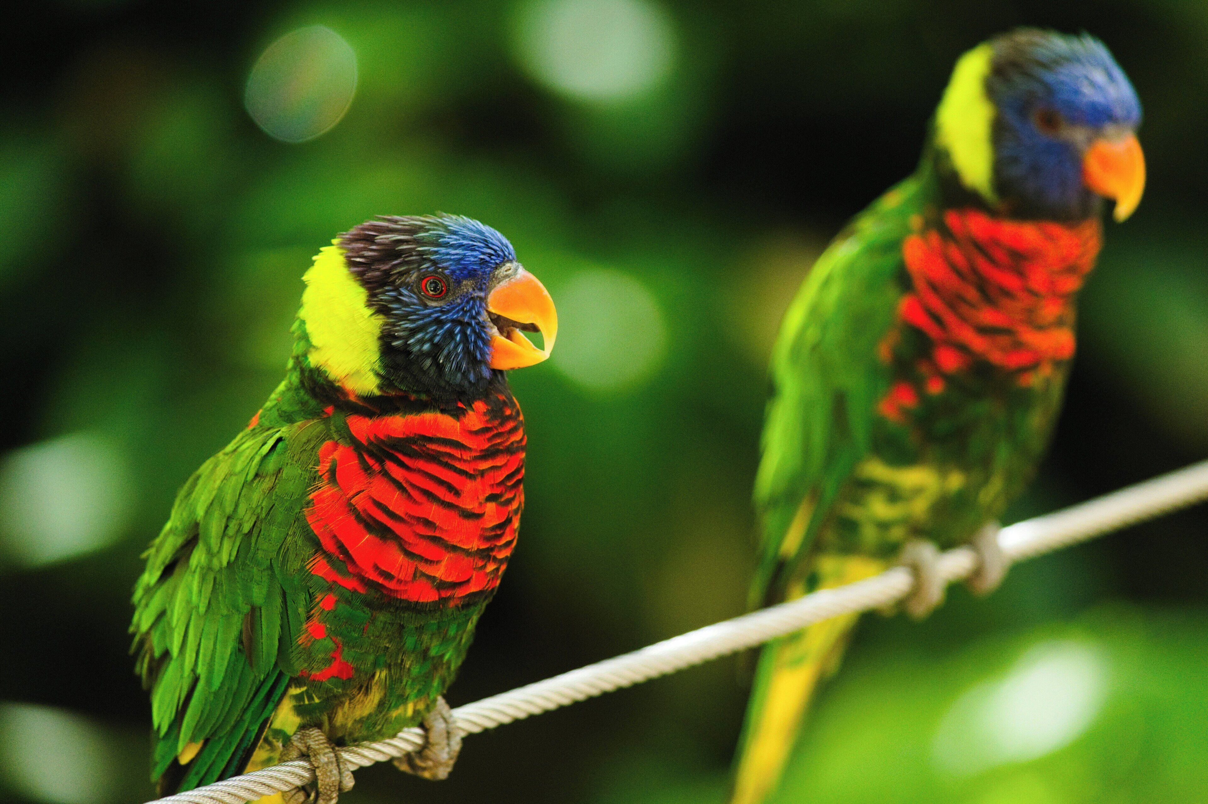 Two colorful birds perched on a rope.