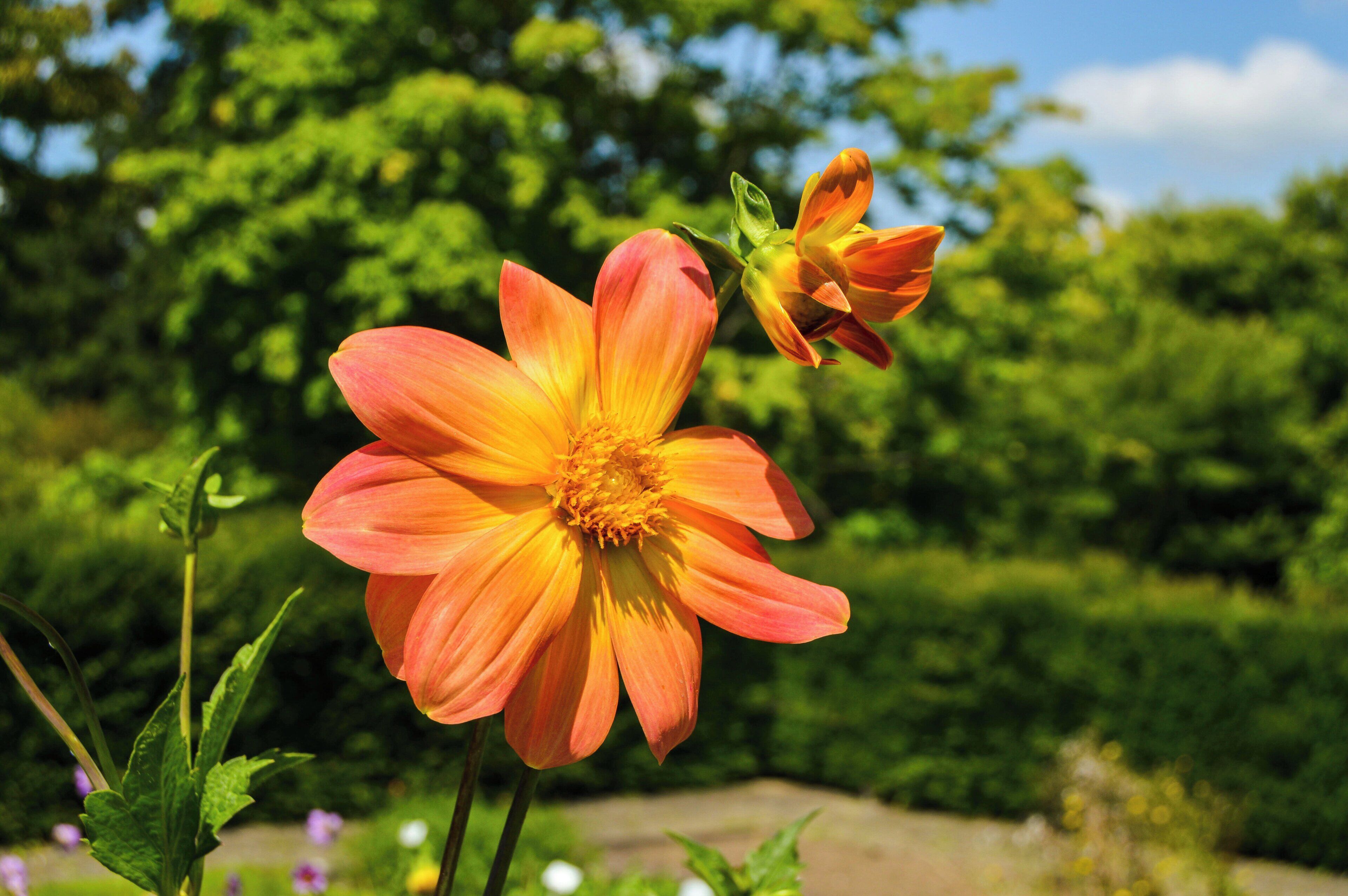 A garden with a prominent orange flower in full bloom.