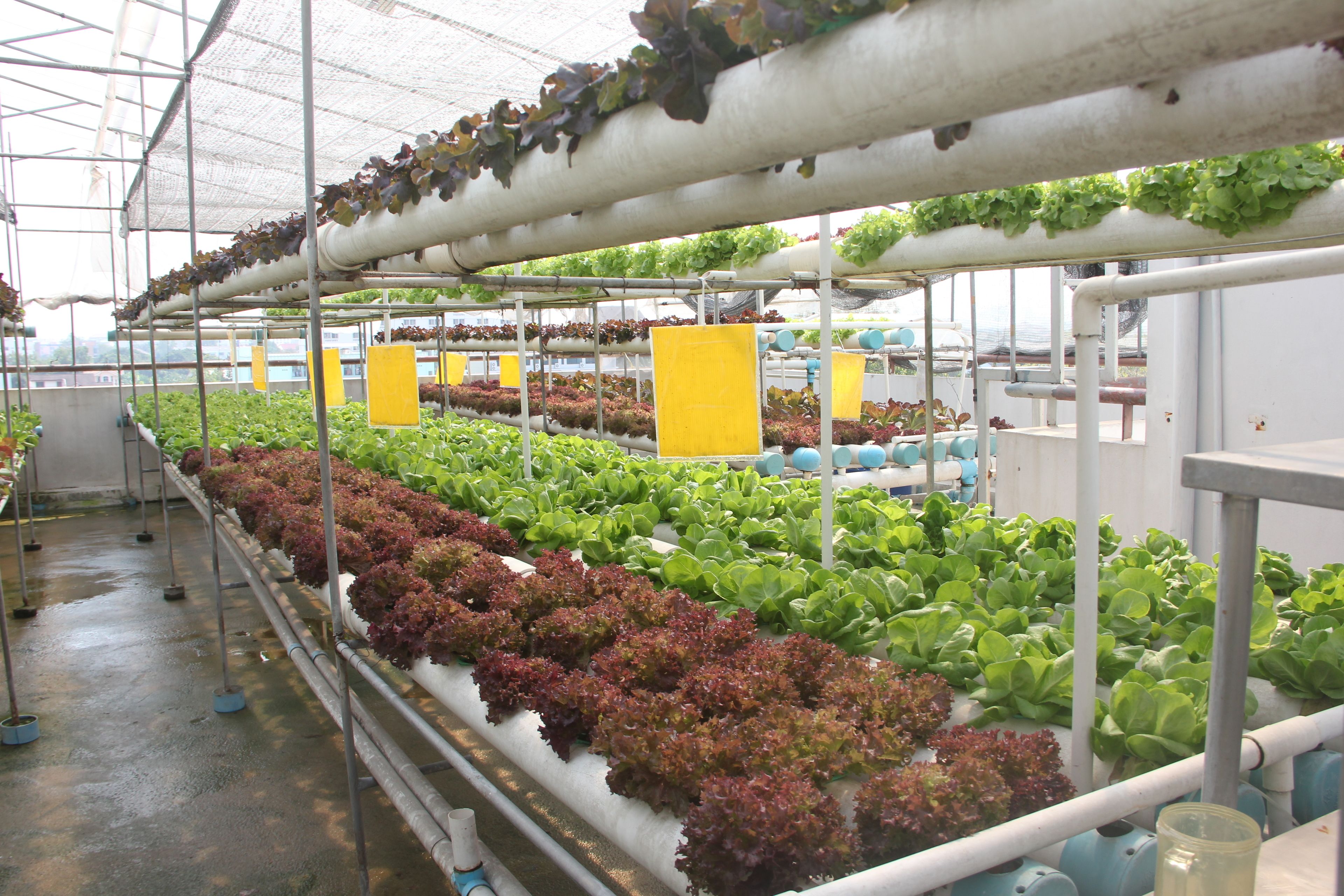 Un invernadero con hileras de plantas en estantes, un sistema de riego y suelo de hormigón.
