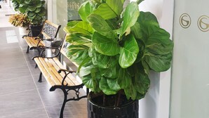 Fileira de bancos de madeira e grandes vasos com plantas ao longo de um corredor com portas de vidro e chão ladrilhado.