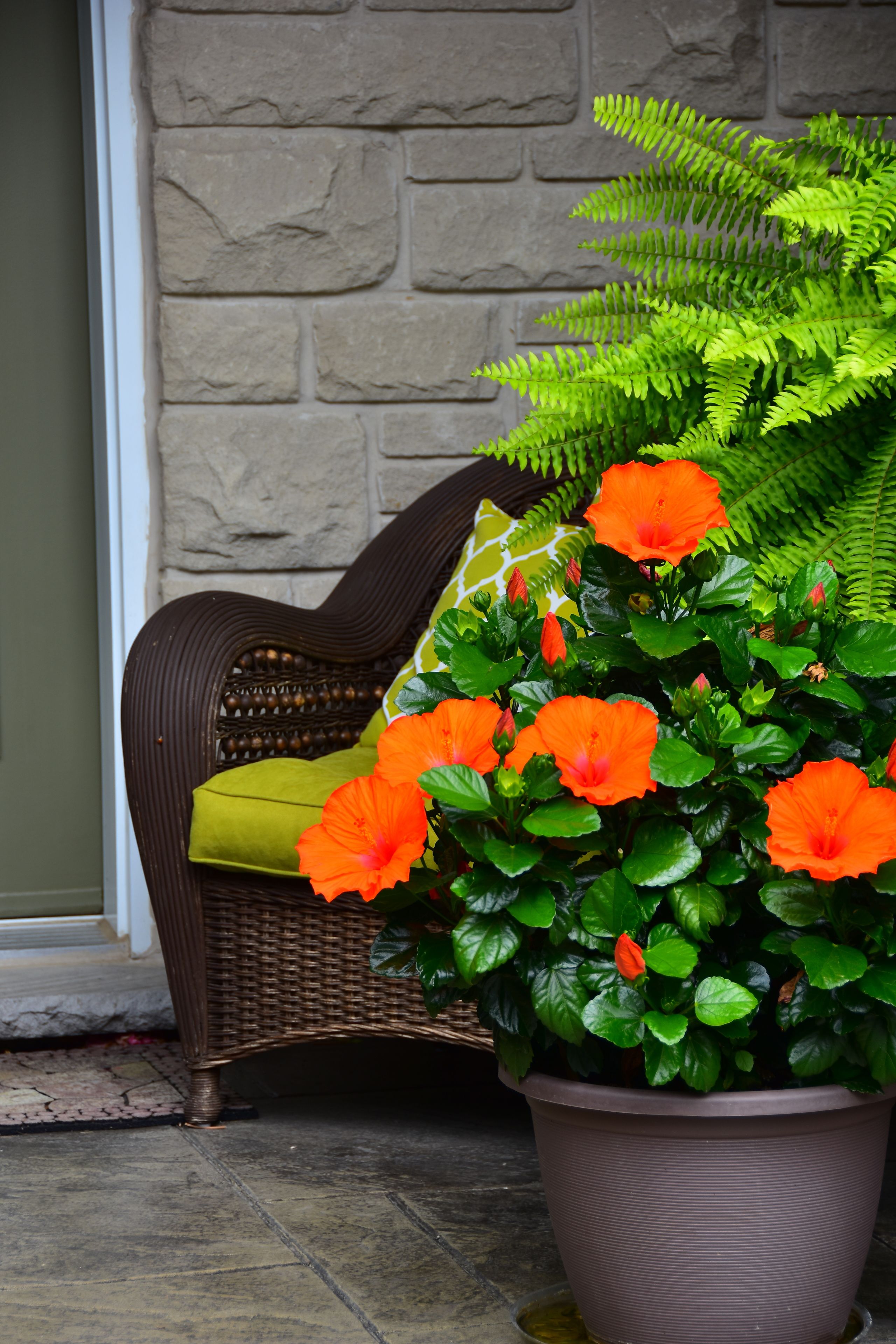 En fletstol med grøn pude, en potteplante med orange blomster og en stenvæg.