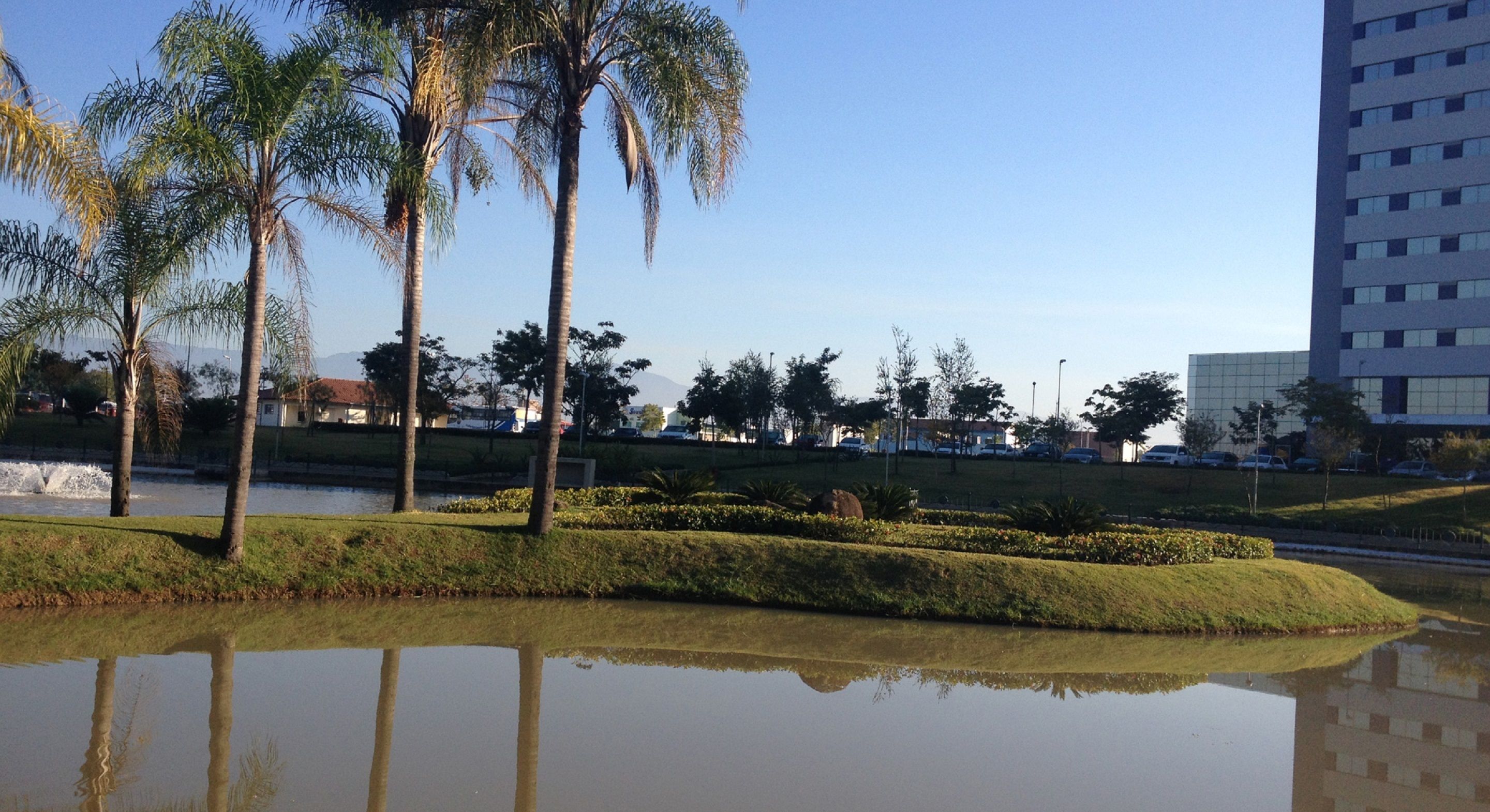 A calm water body with palm trees and a grassy area.