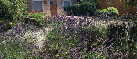 A stone house with a wooden door and windows, surrounded by a garden with purple flowers.