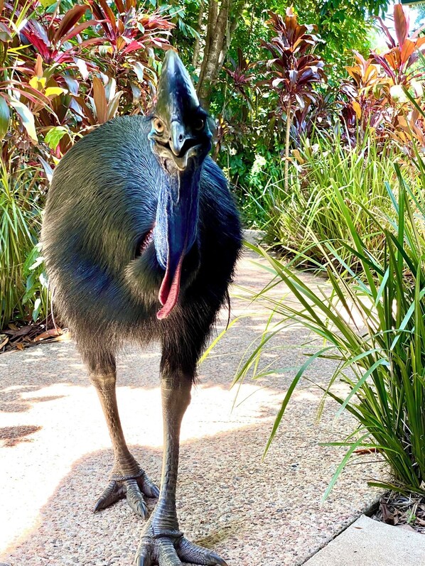 A bird with a distinctive crest and long legs standing on a concrete surface with greenery in the background.