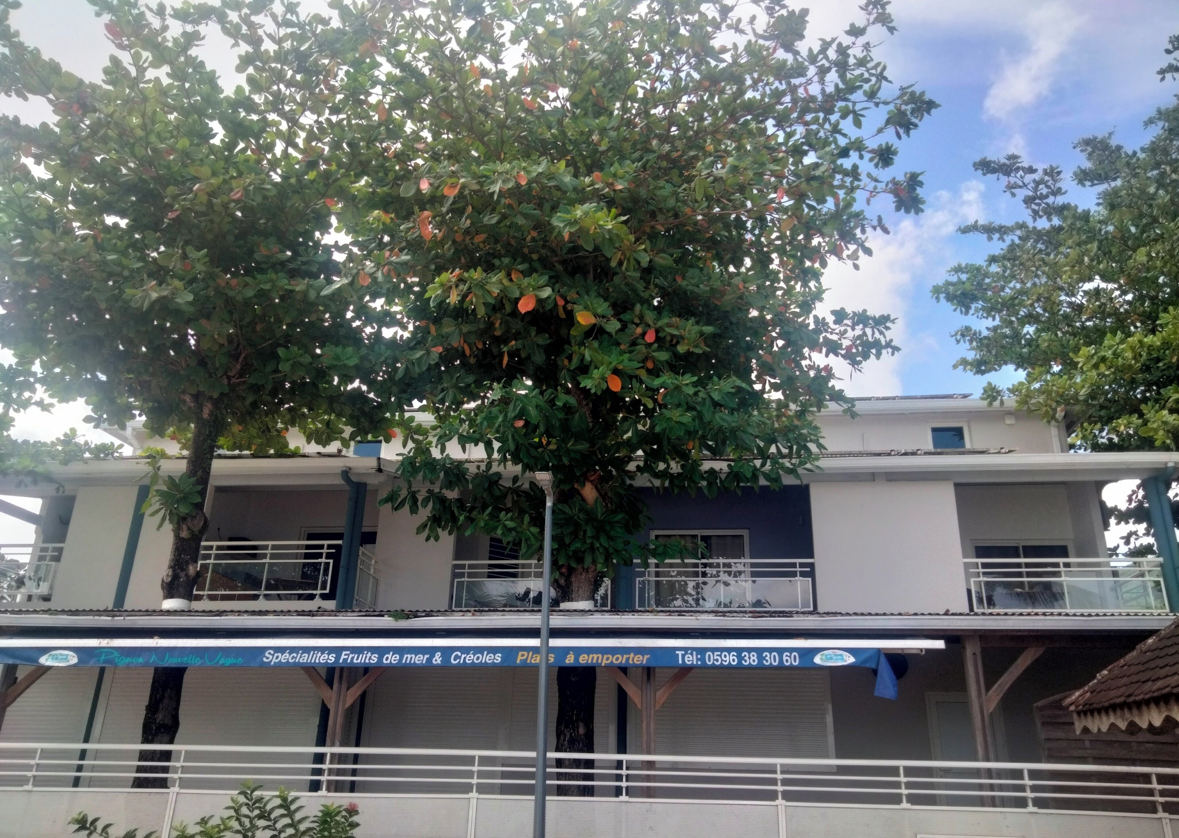 Un bâtiment doté d’un balcon et un arbre aux fruits oranges.