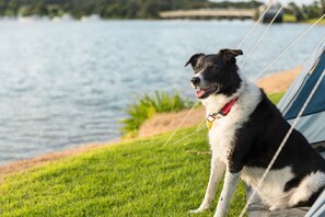 Pet-friendly - Waitangi Holiday Park (Paihia)