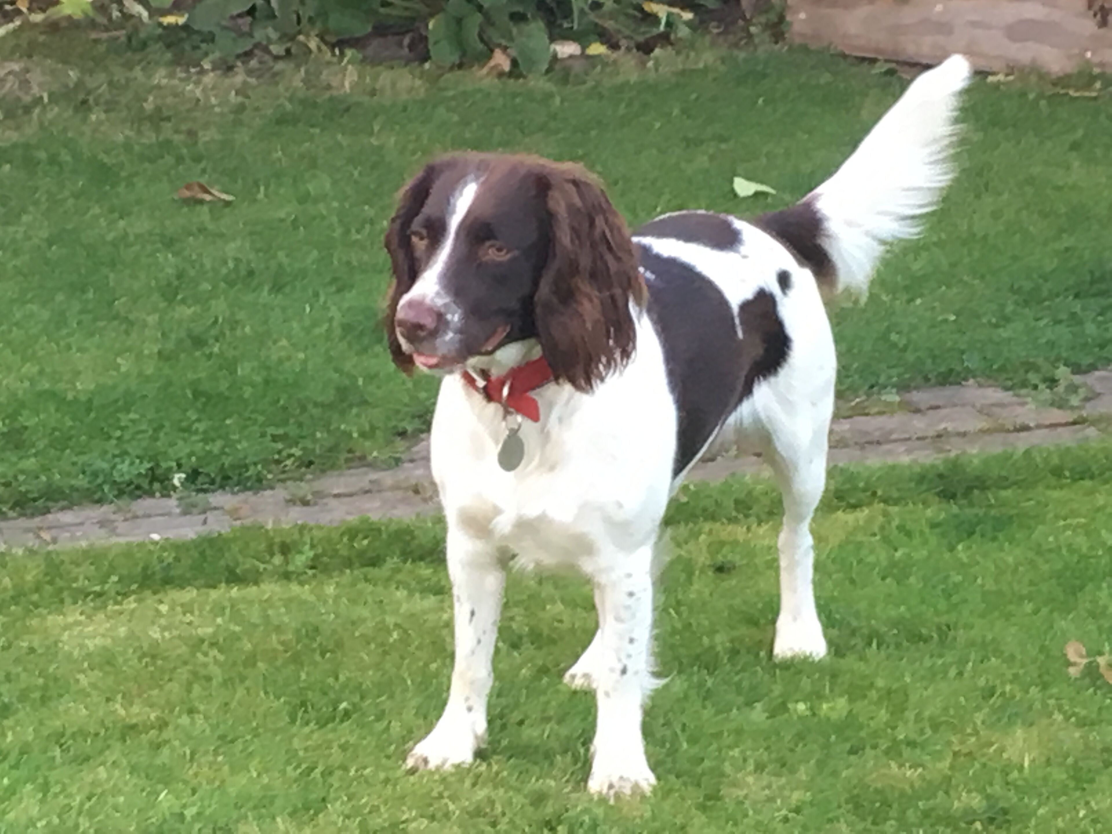 A dog standing on grass.