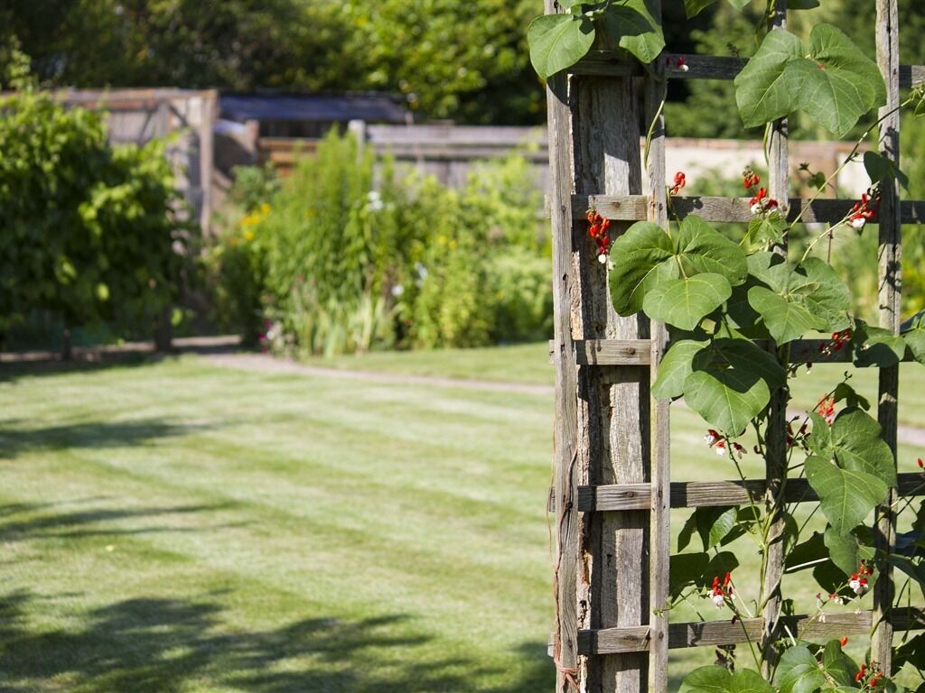 Un enrejado de madera con plantas trepadoras y flores rojas en un jardín.