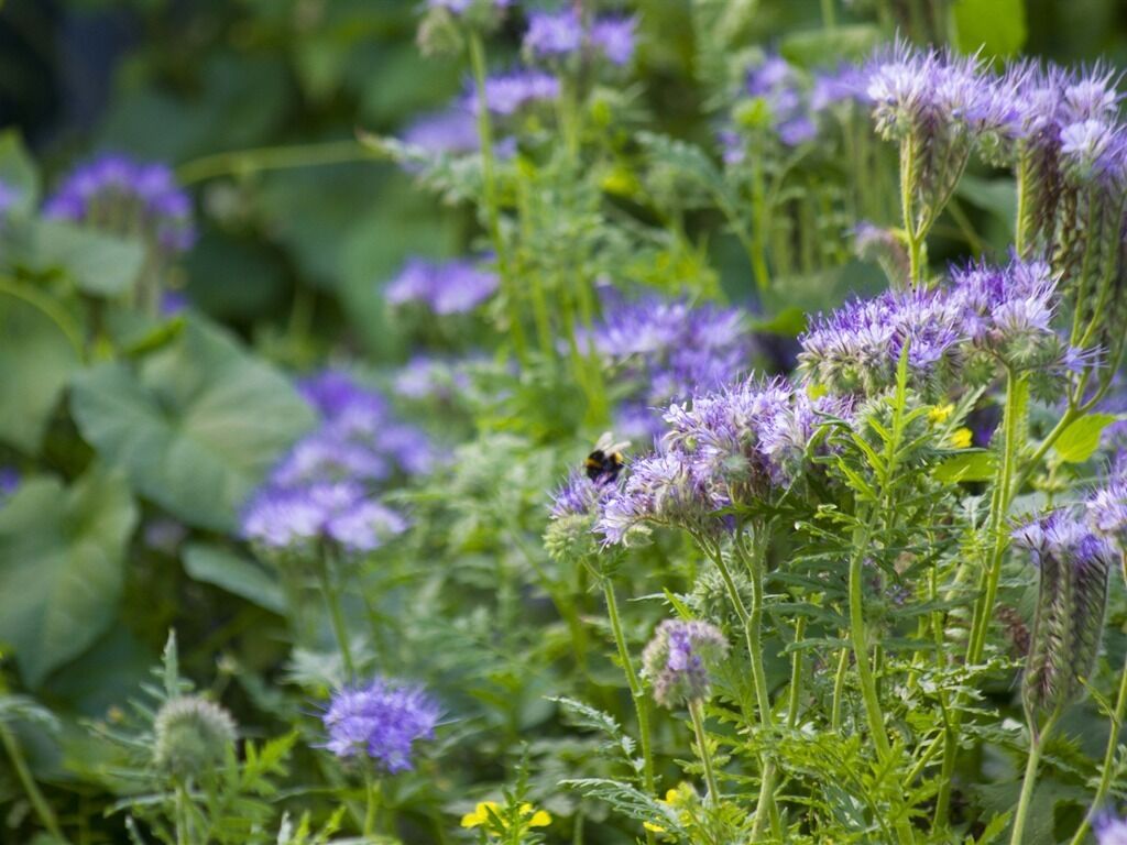 Un jardín con flores moradas y una abeja.