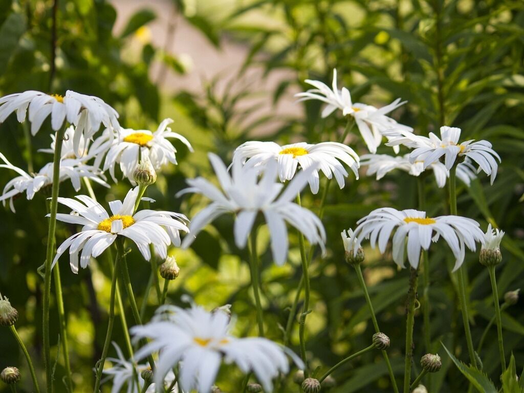Un jardin agrémenté de fleurs blanches et de feuillage verdoyant.