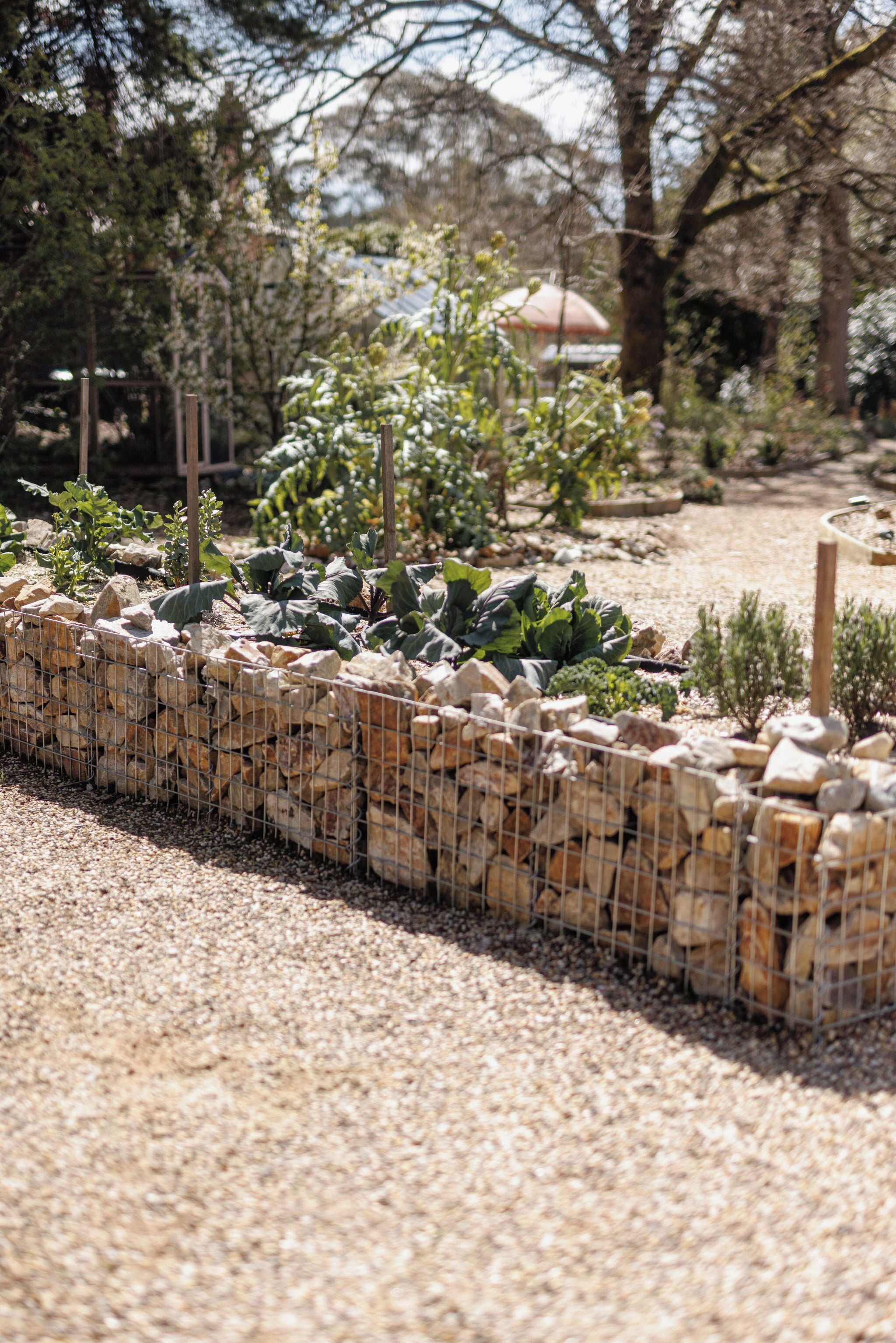A garden with a stone and wire fence, various plants, and a wooden structure in the background.