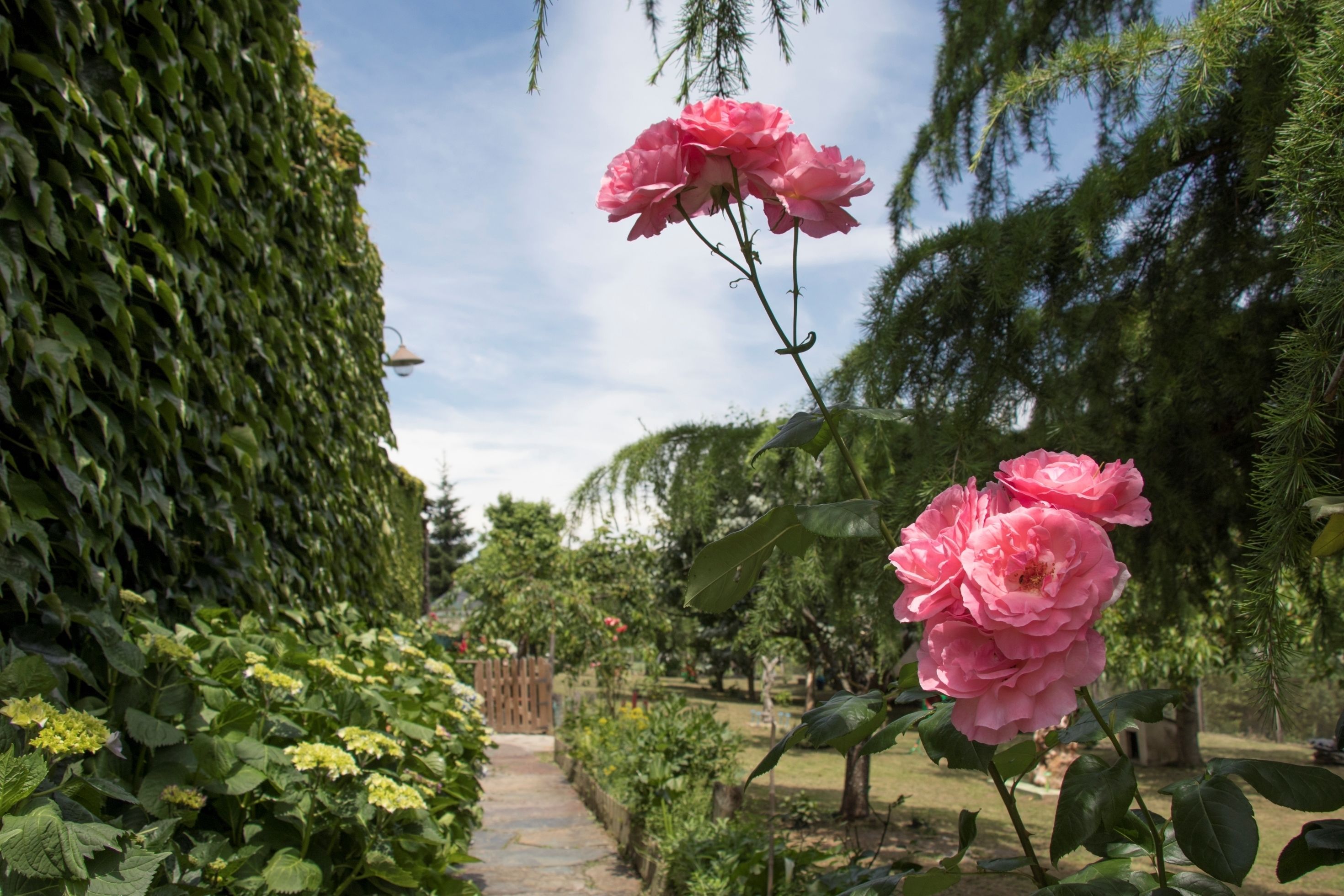 basic double room, 1 bedroom, terrace, garden view  (ground floor, annex building) | terrace/patio