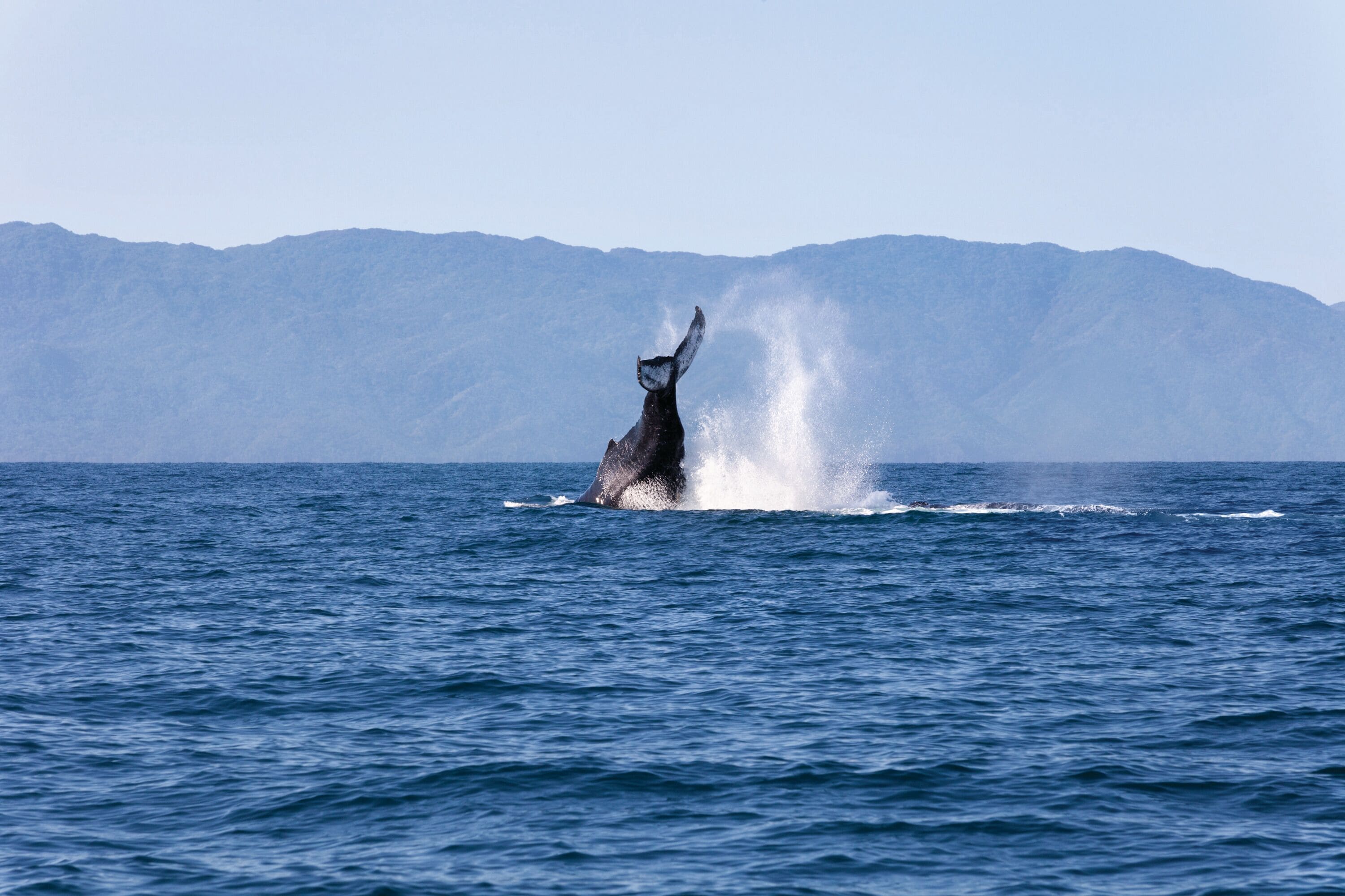 Foto - Hyatt Ziva Puerto Vallarta - All Inclusive