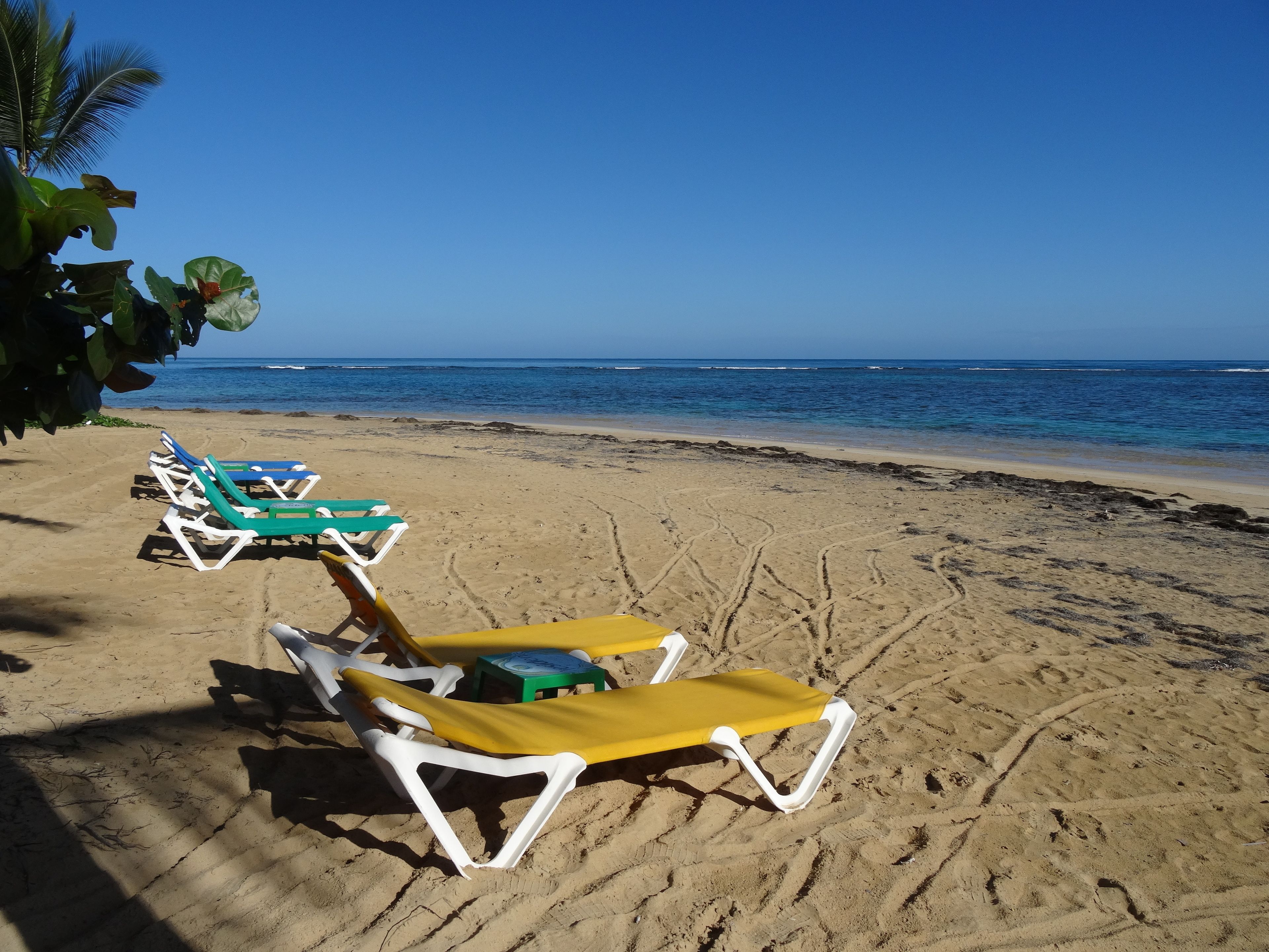 A beach with rows of sun loungers and a palm tree.