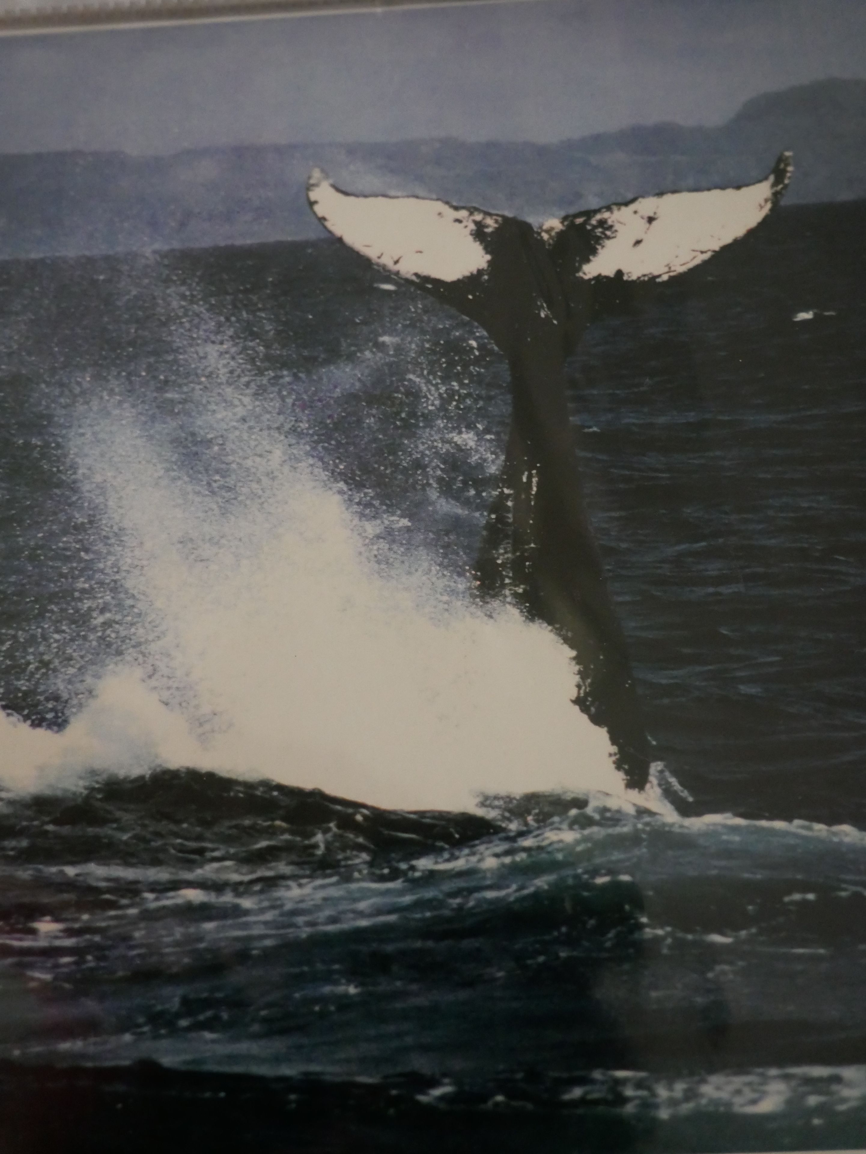 A whale tail emerging from the water, creating a splash.