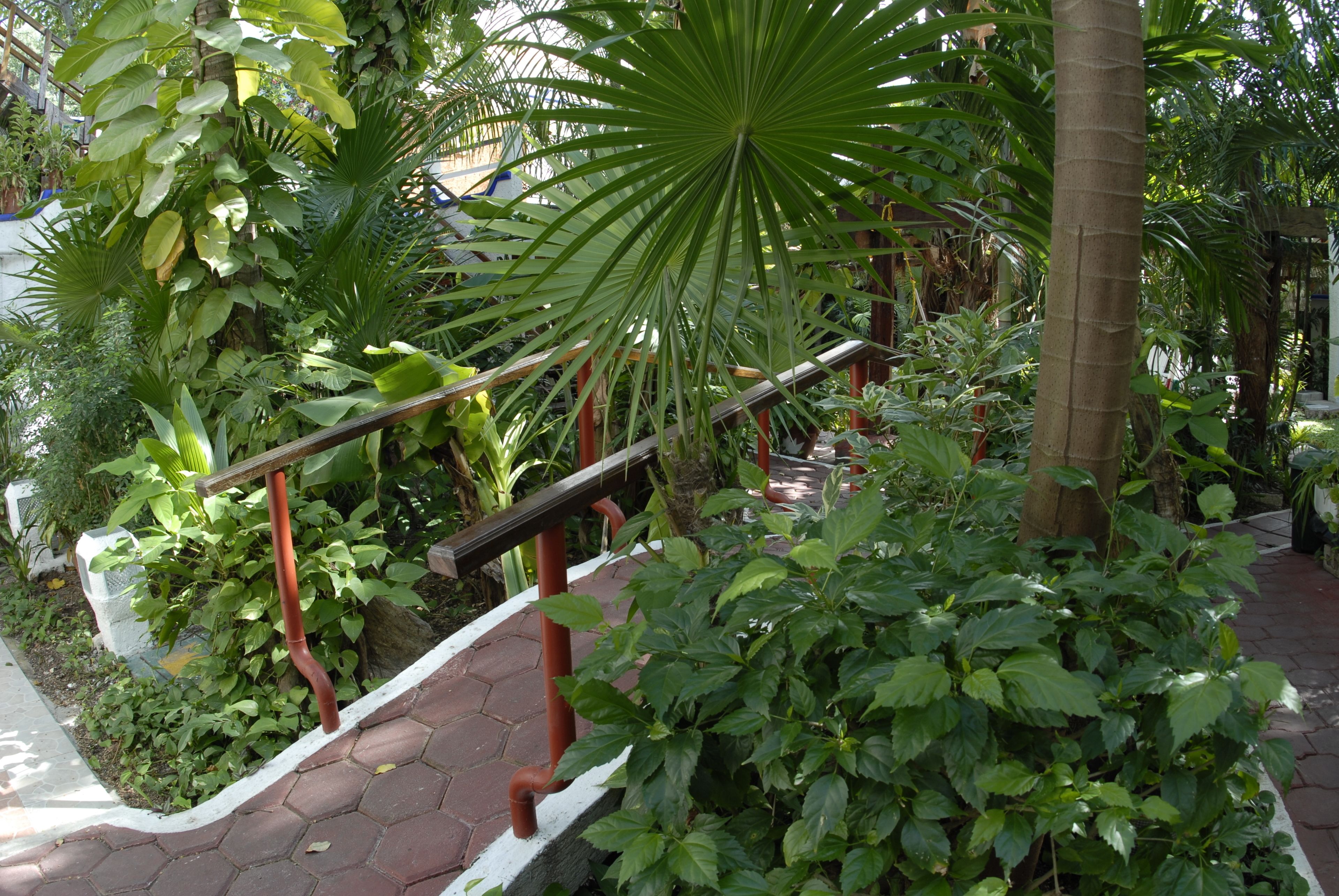 Een trap omgeven door weelderige begroeiing, waaronder verschillende plantensoorten en een palmboom.