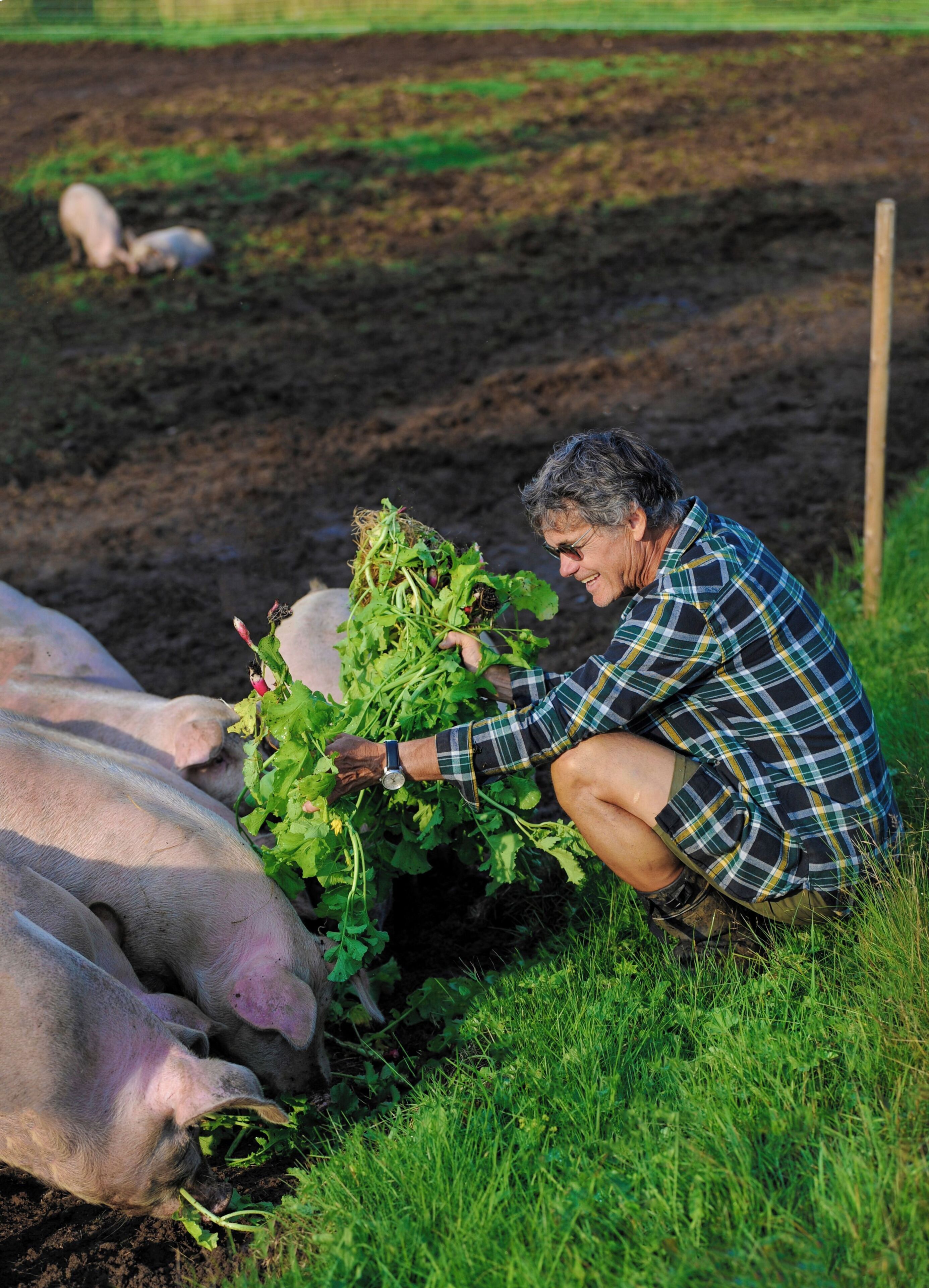 Una persona arrodillada en un campo con cerdos, recolectando hojas verdes.