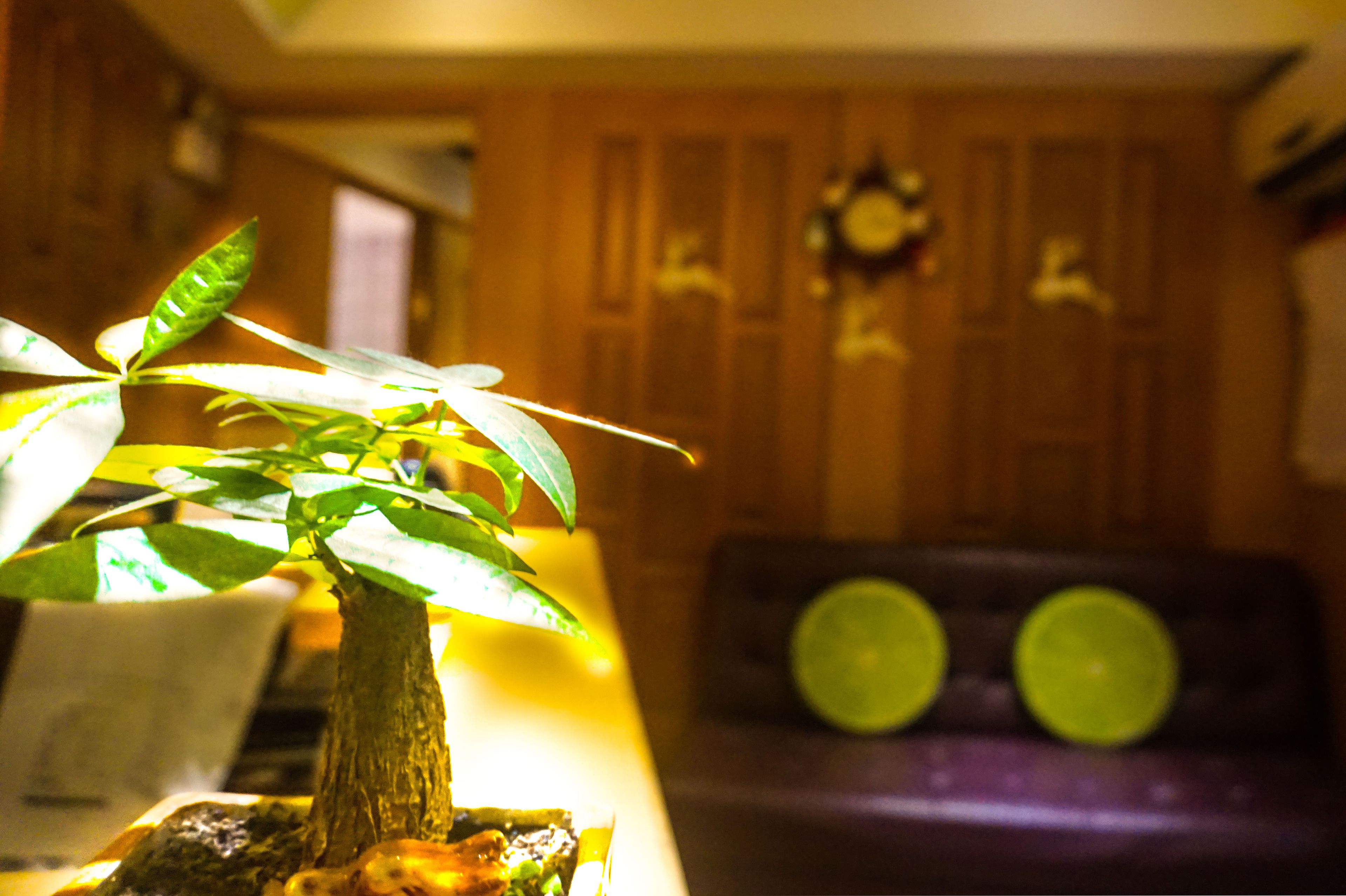 A plant in a room with wooden paneling and a clock on the wall.