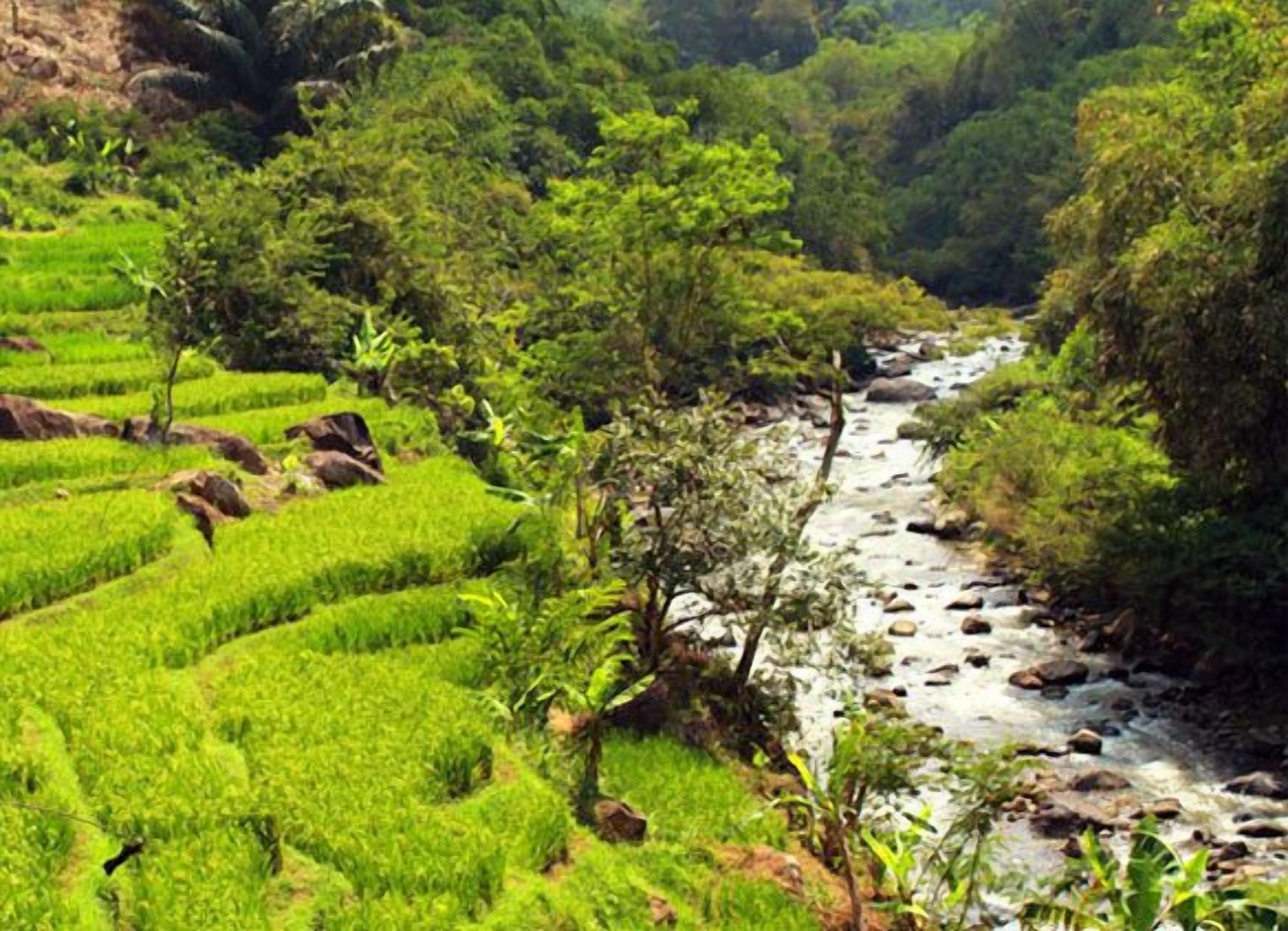 Terraced green fields and a river.