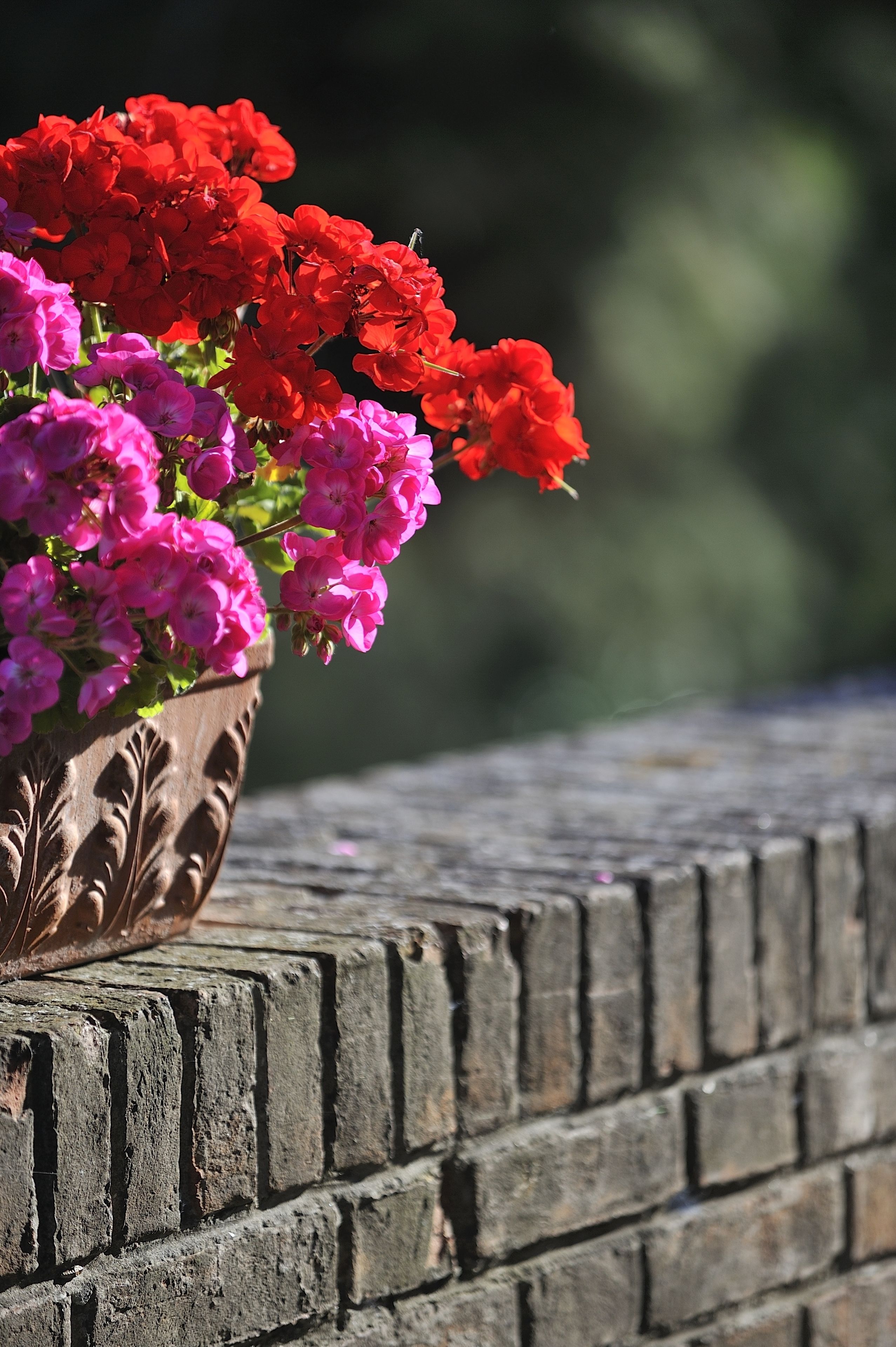 A potted plant with red and pink flowers on a brick wall.