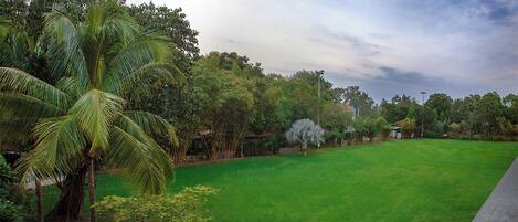 A lush green lawn with palm trees and dense foliage in the background.