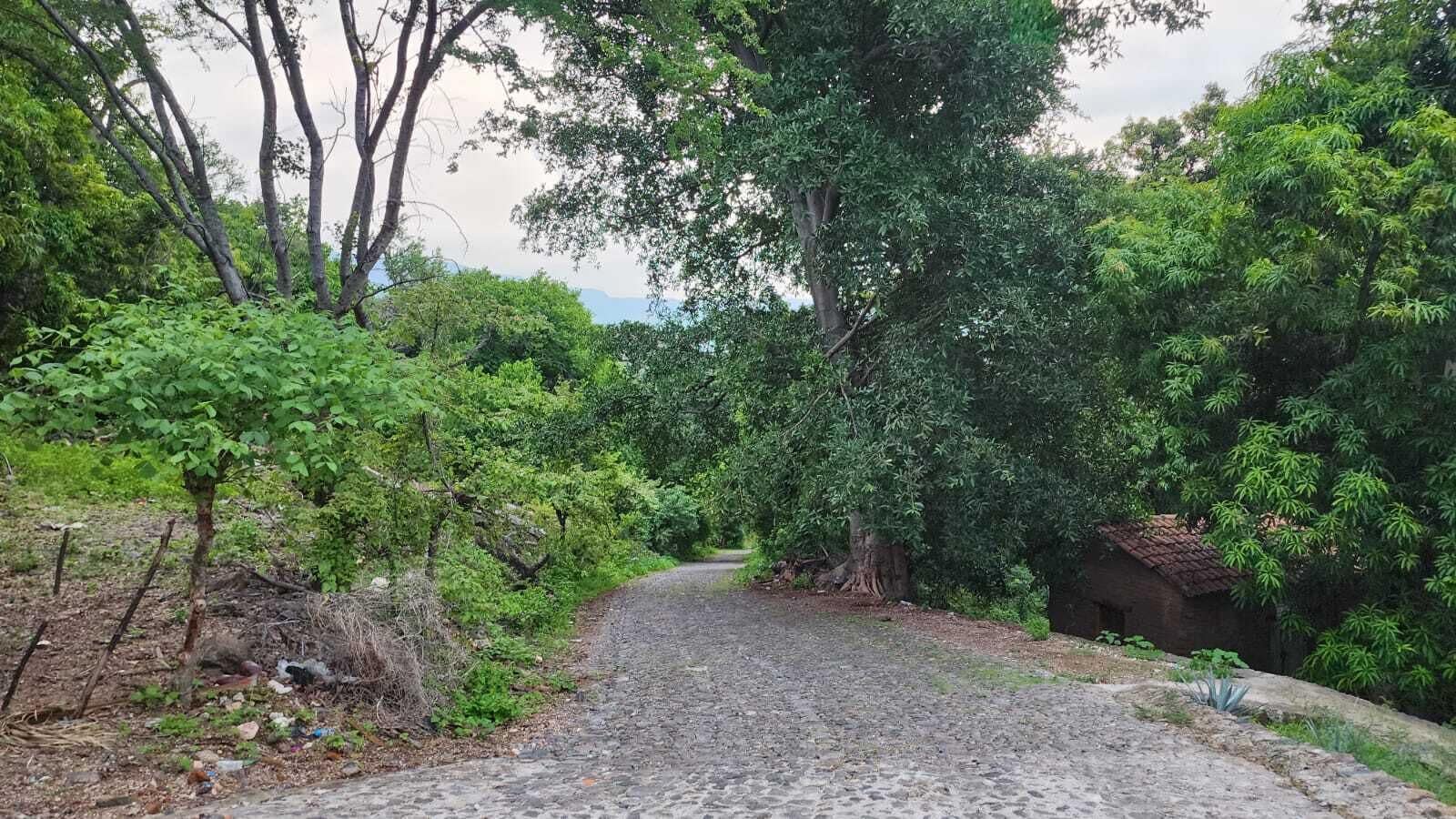 Une route de campagne bordée d’une végétation luxuriante et un petit bâtiment.