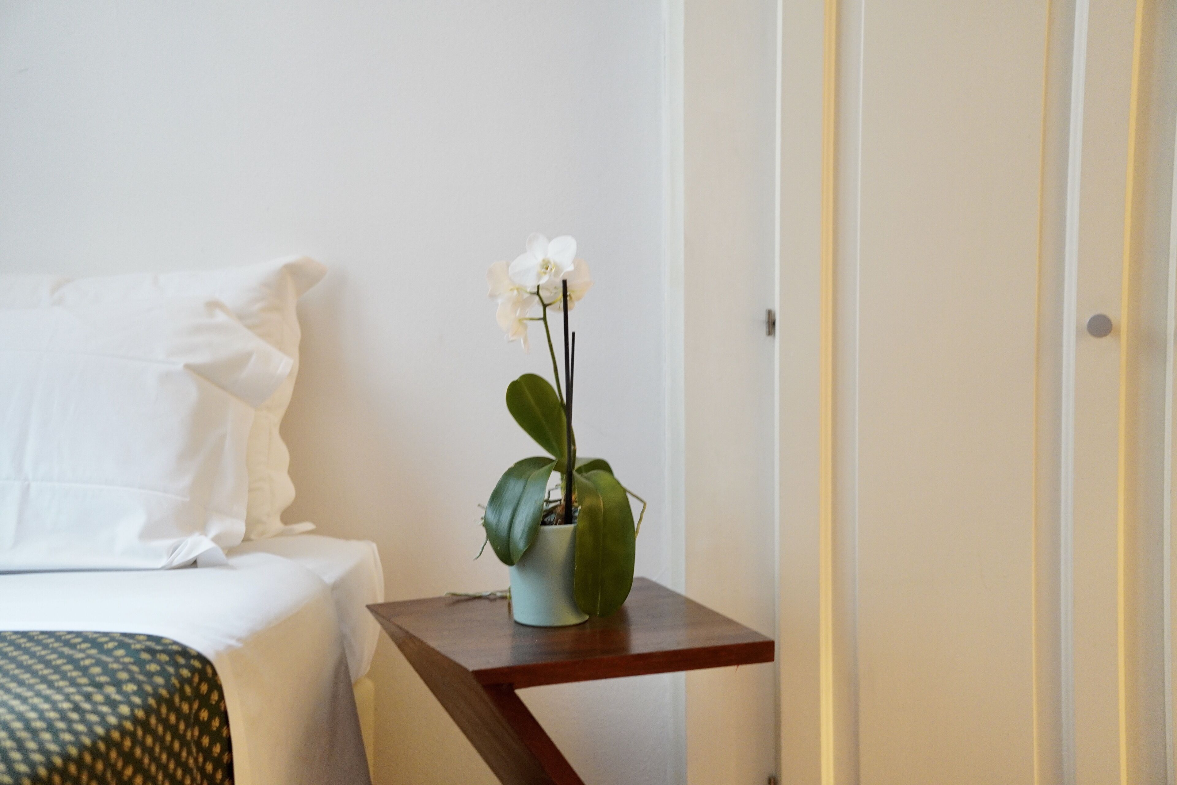 A hotel room with a bed, a nightstand with a potted plant, and a door.