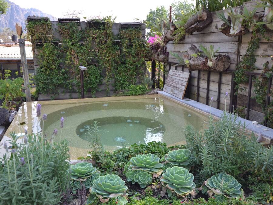 A garden with a pond, various plants, and a wooden fence.