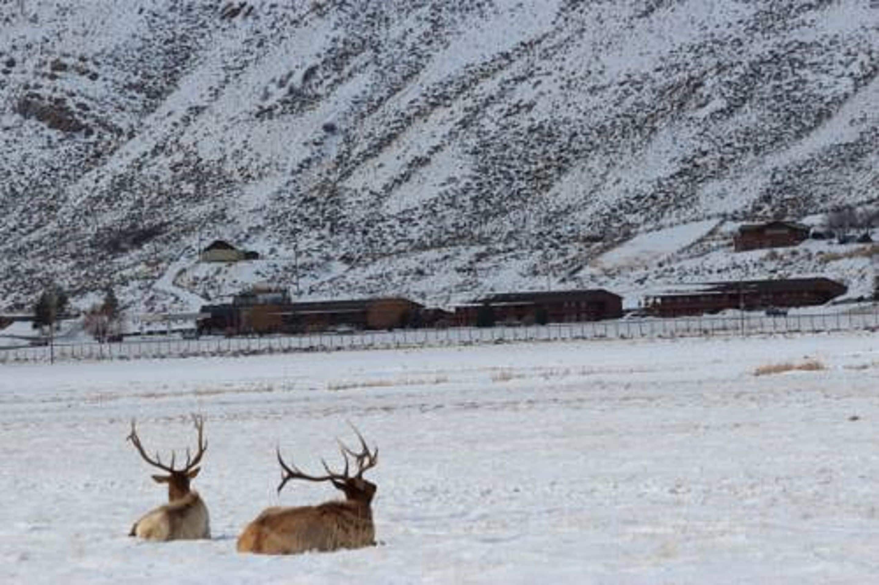 A snowy landscape with two elk in the foreground and a train in the background.