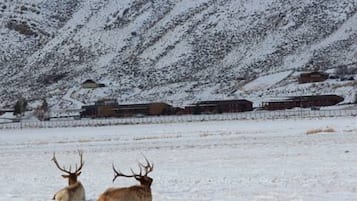 Paisagem nevada com dois alces em primeiro plano e um trem ao fundo.
