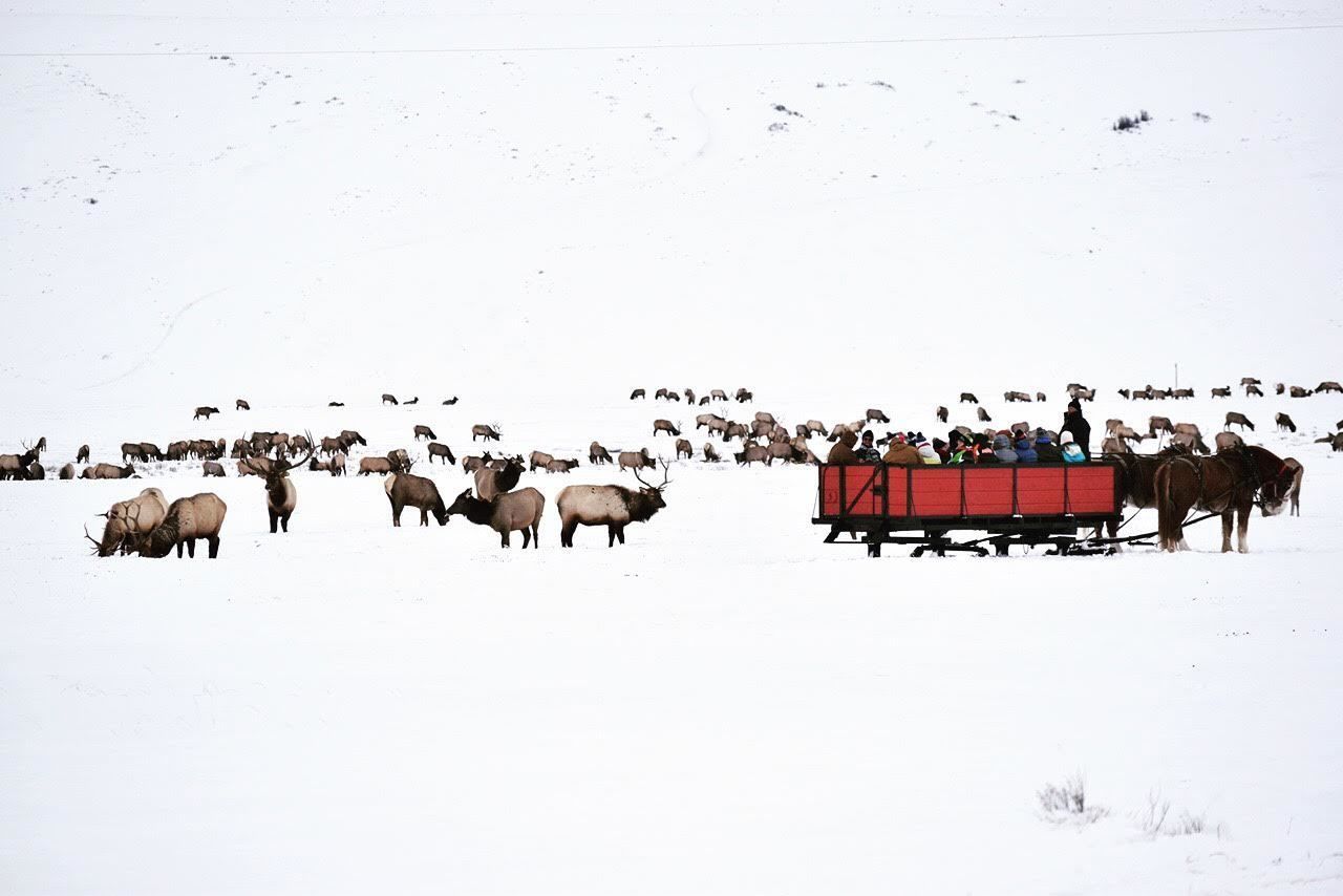 A snowy landscape with a group of elk and a red wagon with people.