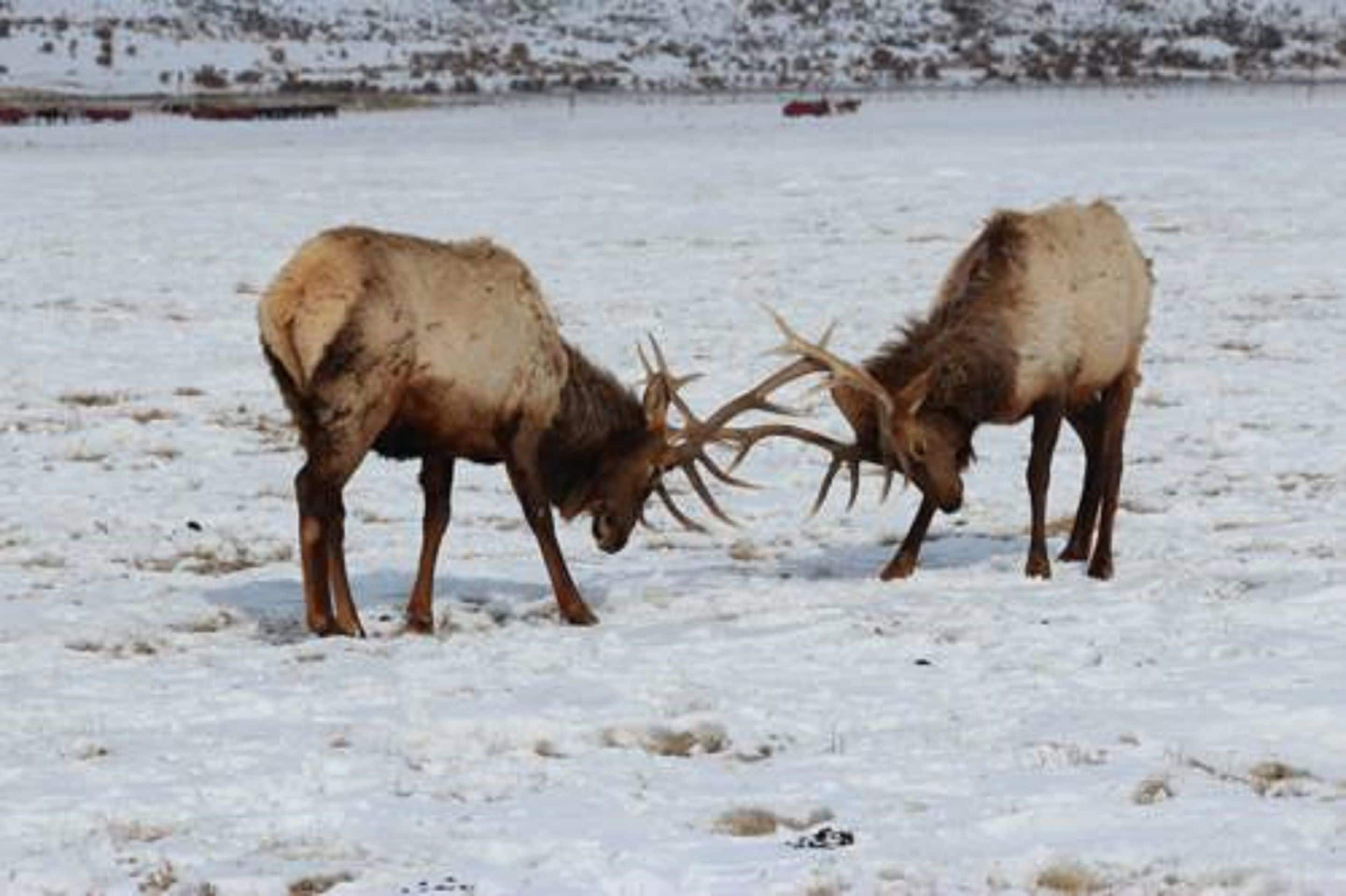 Two elk in a snowy landscape.