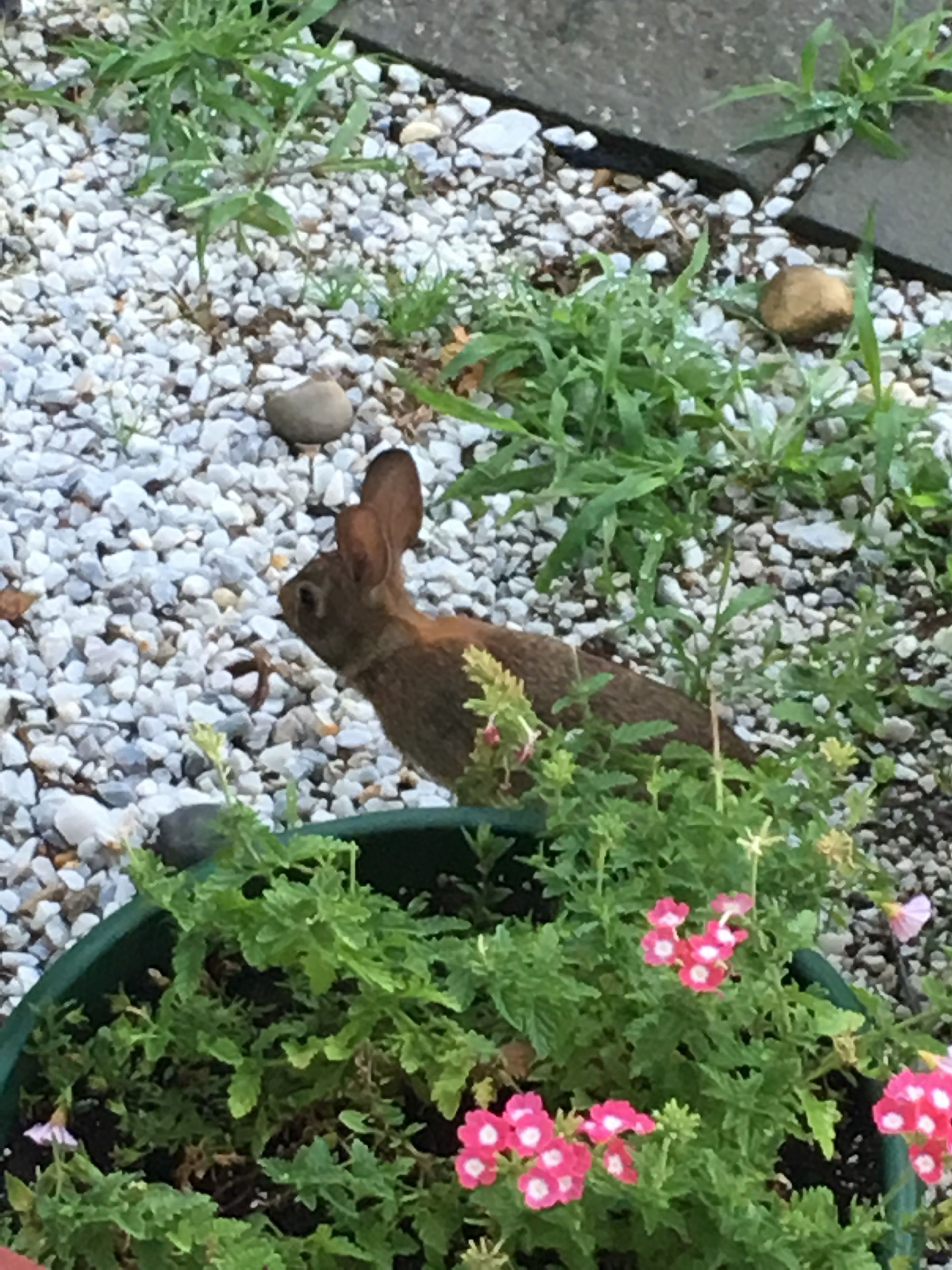 Un jardin avec un lapin, des petits cailloux et des plantes en fleurs.