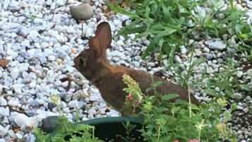 Un jardin avec un lapin, des petits cailloux et des plantes en fleurs.