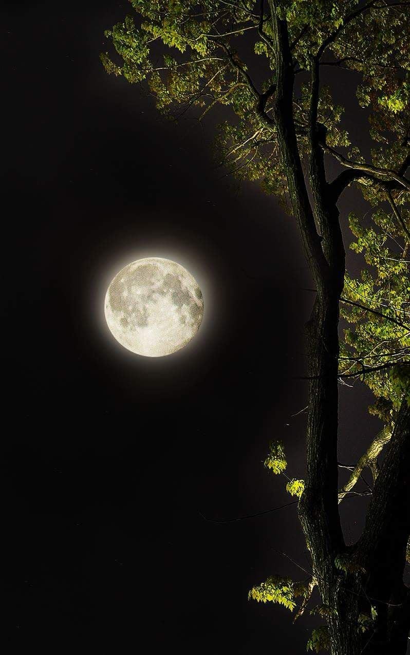 Une pleine lune avec un arbre au premier plan.