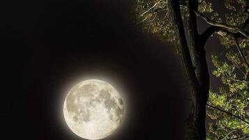 A full moon with a tree in the foreground.