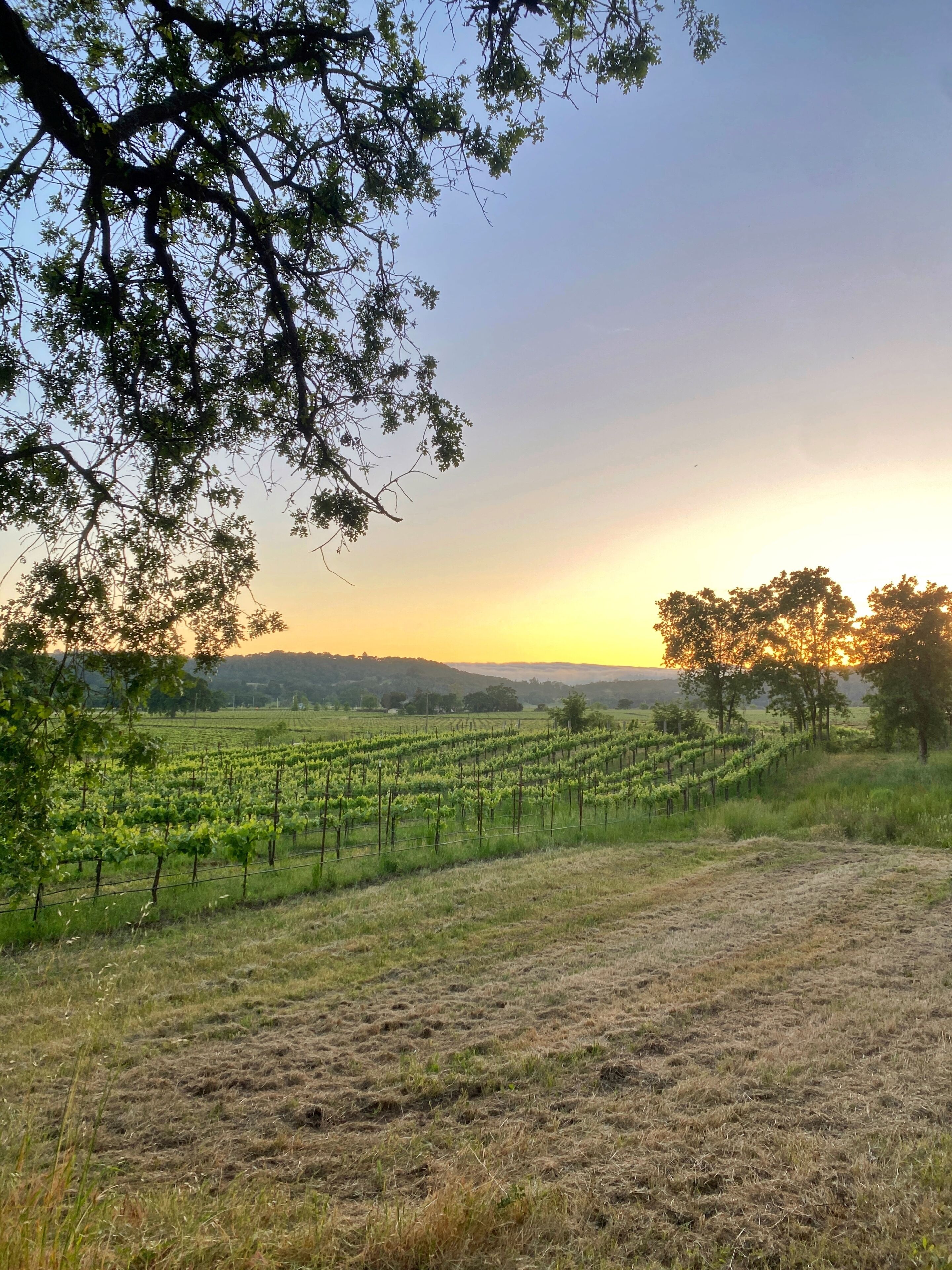 Viñedo con hileras de vides y un sendero de tierra que lo atraviesa.