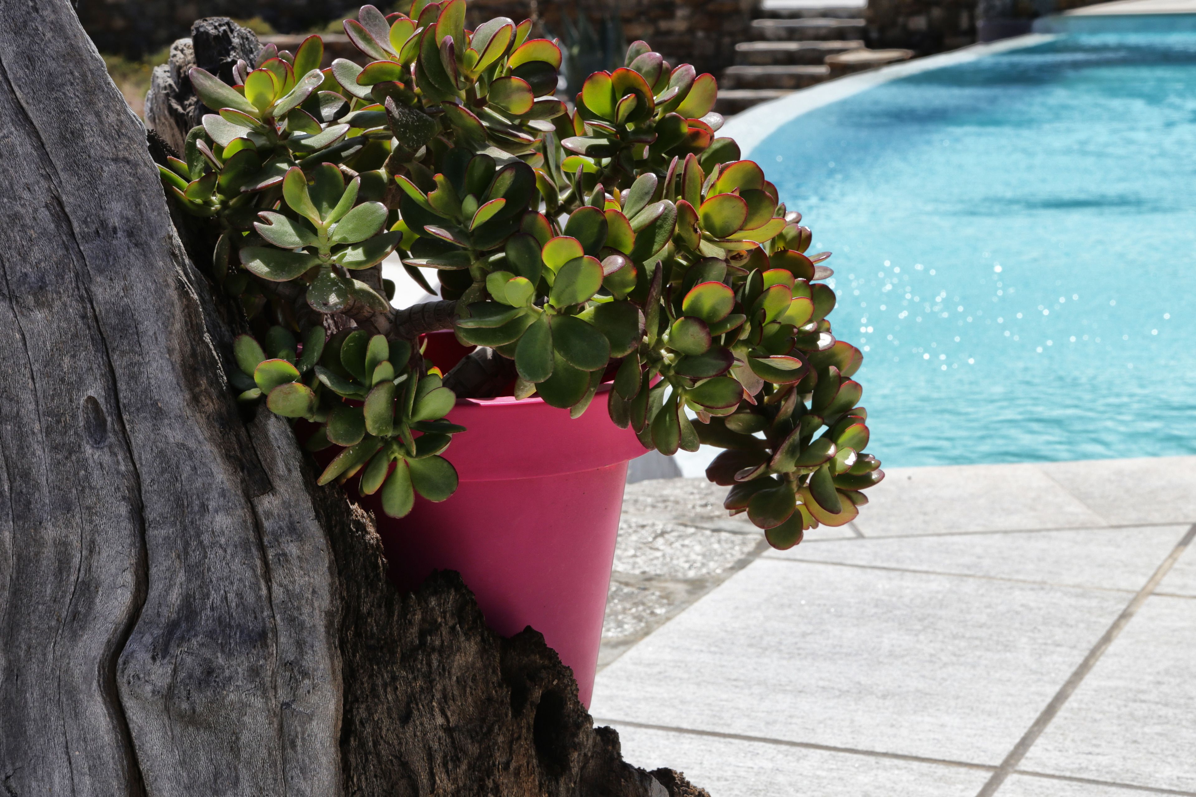 Una maceta rosa con hojas verdes y rojas sobre un tocón de árbol cerca de una piscina.