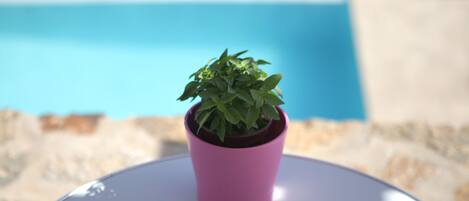 A small potted plant on a white table near a pool.