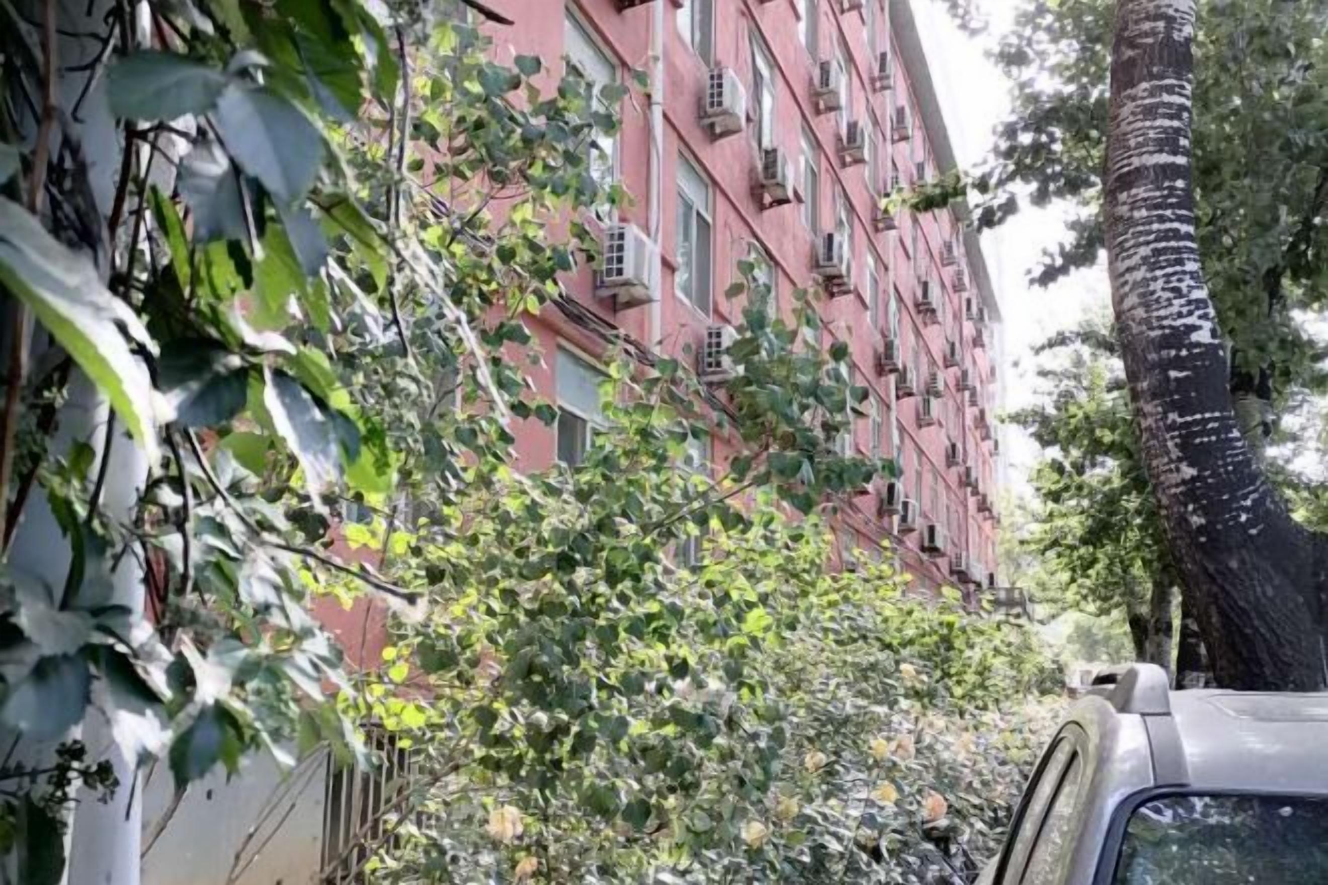 A building with multiple windows and a tree in front.