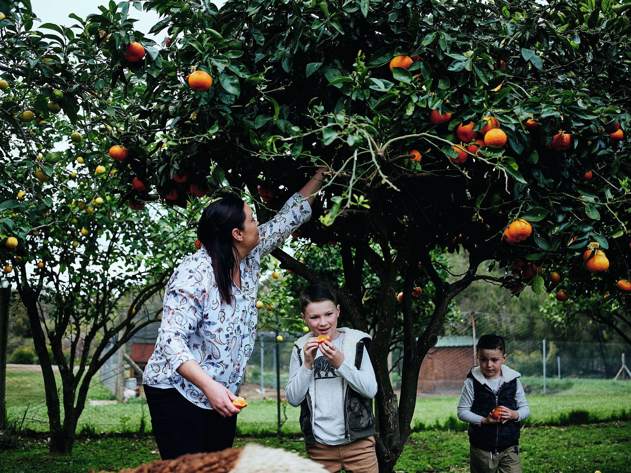 Una persona alcanzando naranjas de un árbol en un jardín.