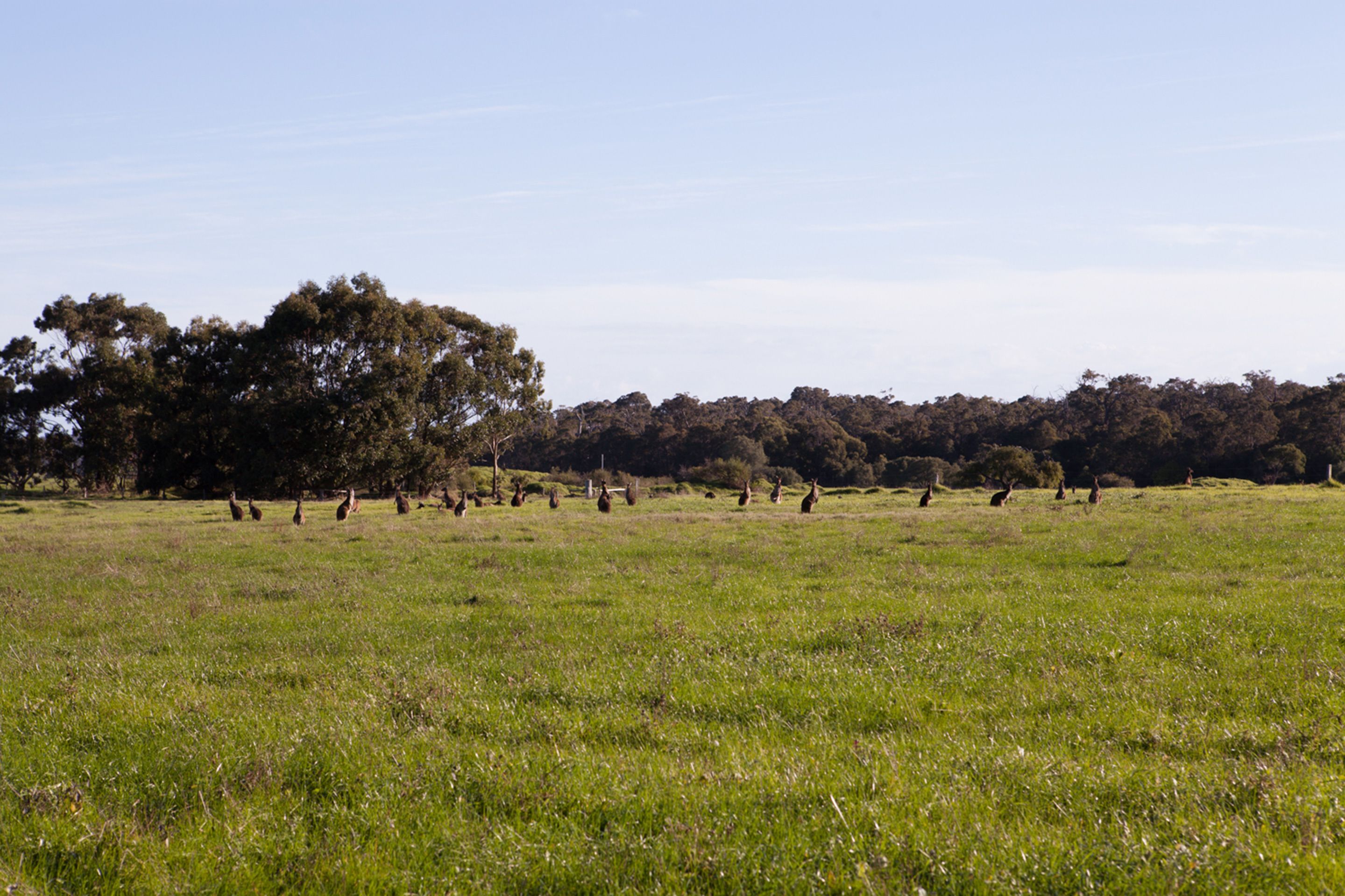 Bussells Bushland Cottages — image 19