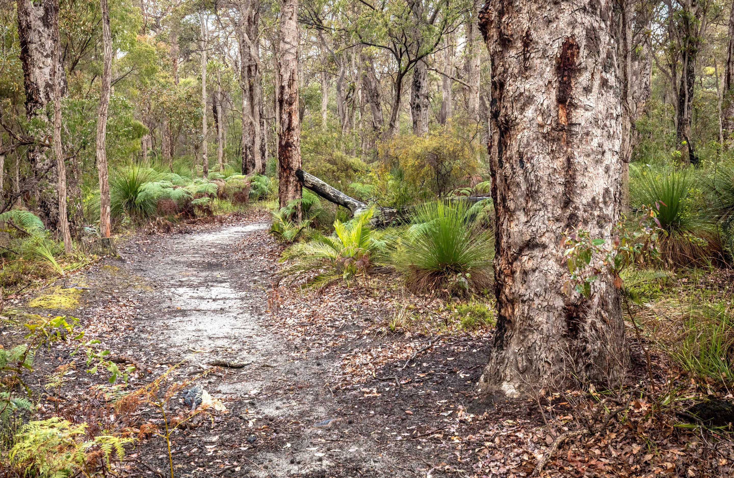 Un sendero en el bosque rodeado de árboles y helechos.