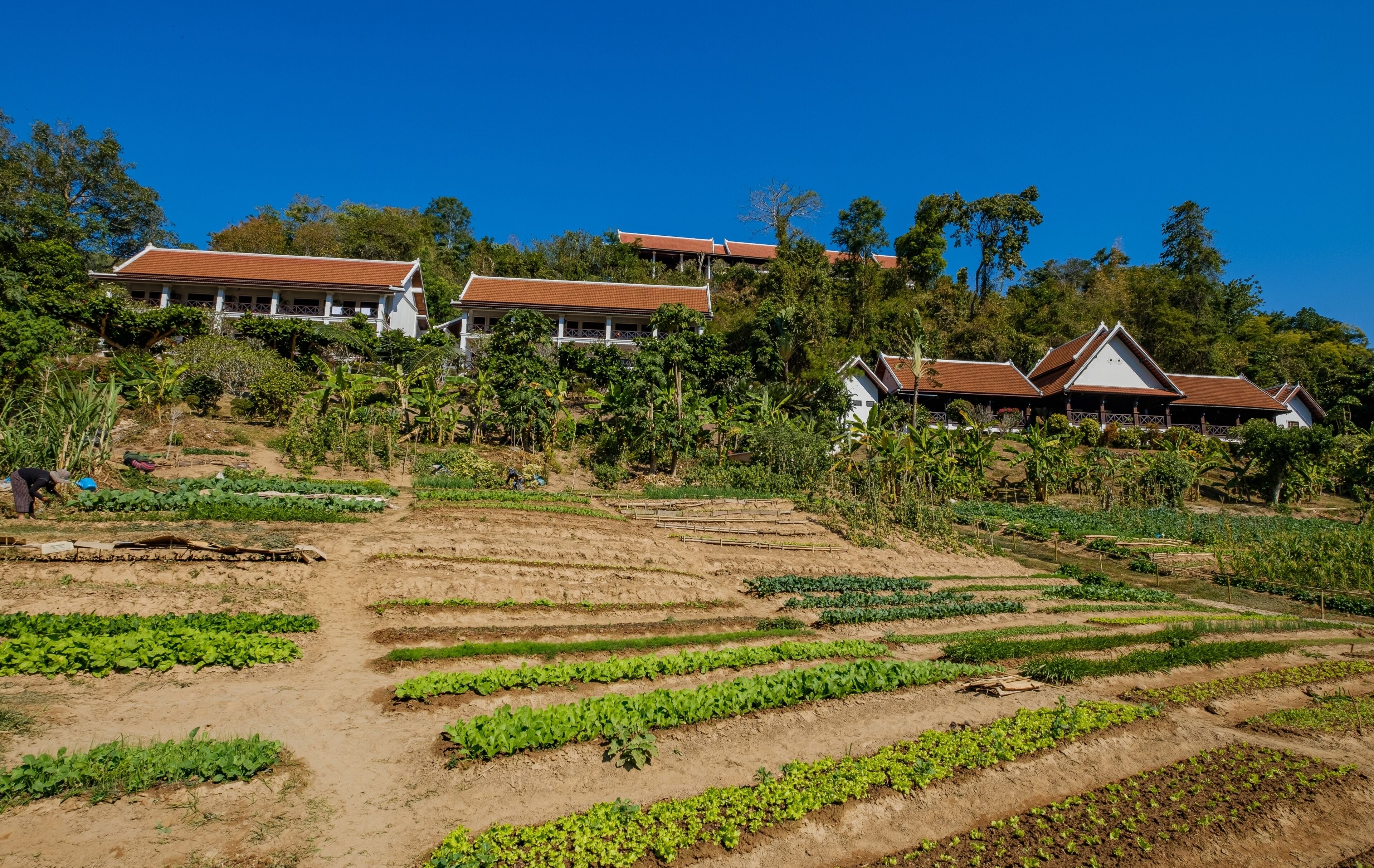 A large building with multiple roofs and a well-maintained garden with various plants and vegetables.